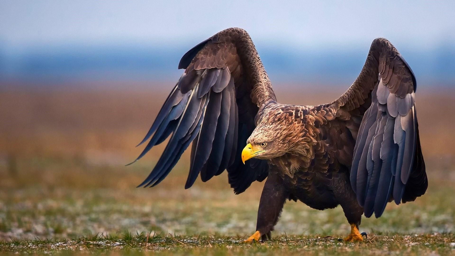 animals in the wild, eagle, animal wildlife, domestic animals, no people, animal body part, vertebrate, beak, focus on foreground, livestock, animal themes, HD Wallpaper