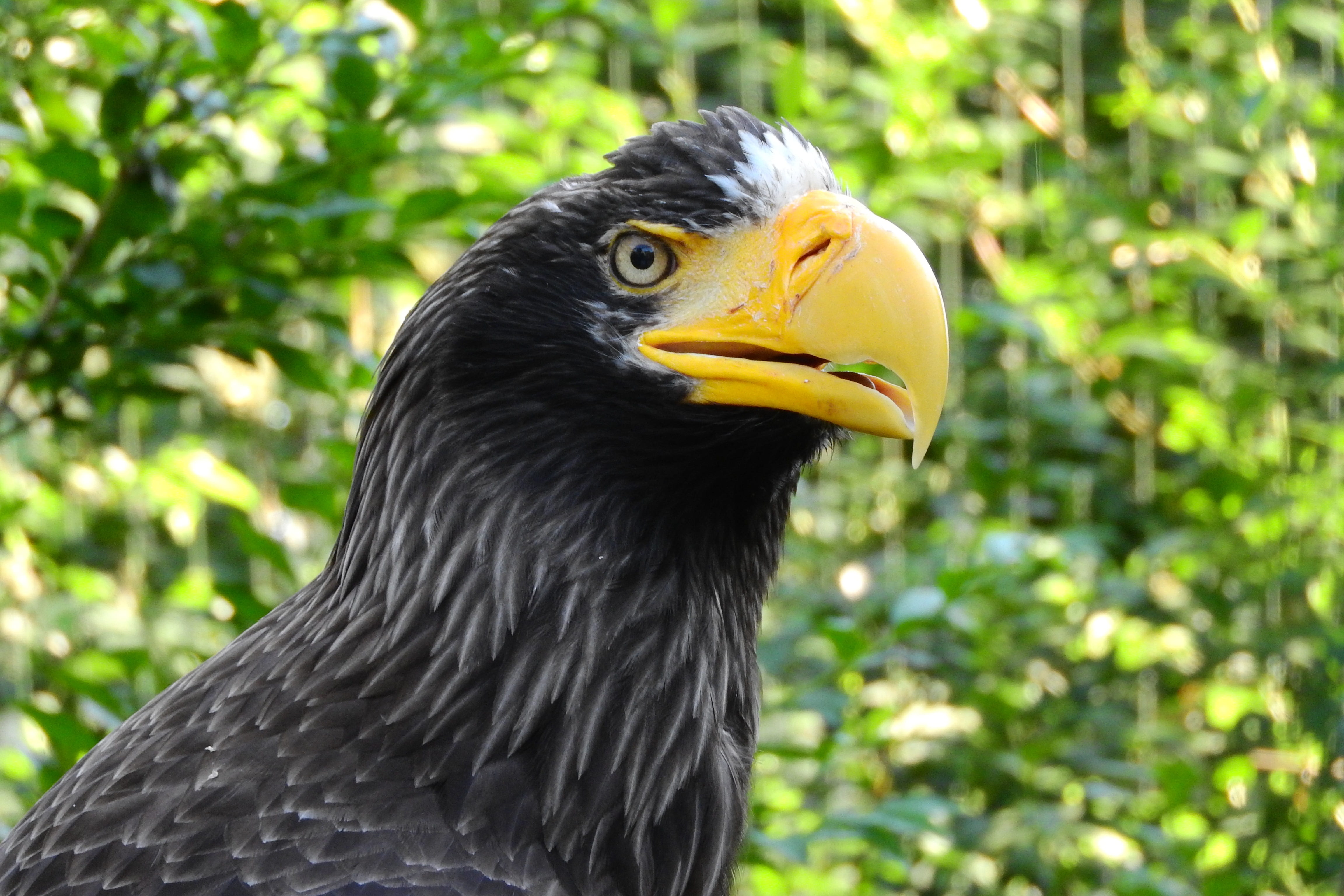 eagle - bird, yellow, 4K, looking, beak, nature, animal body part, no people, bird of prey, vertebrate, animal eye, haliaeetus pelagicus, animal themes, HD Wallpaper