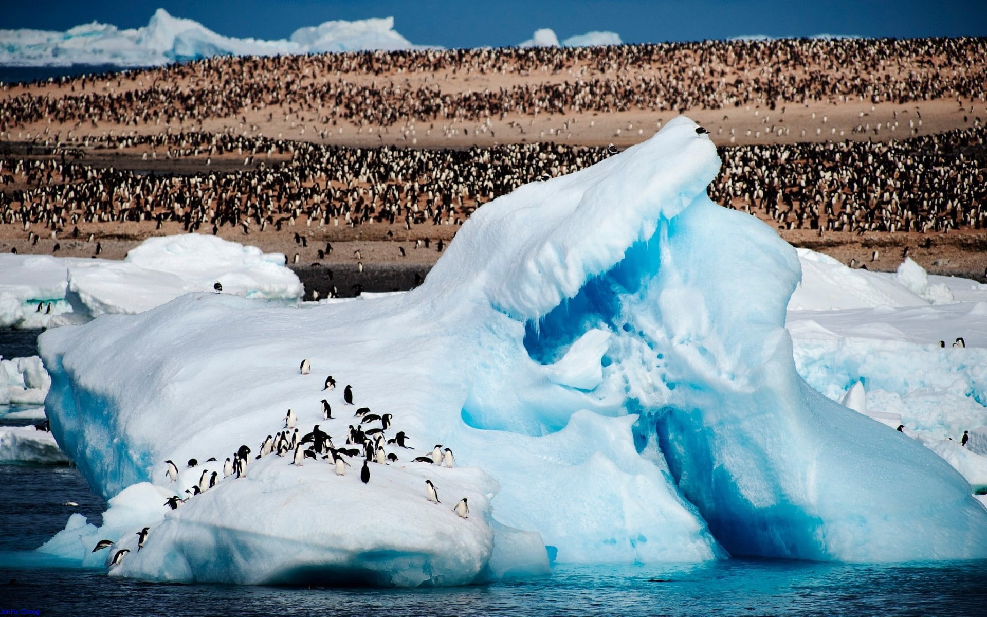 1080P, Arctic, nature, animals, iceberg, sea, JenFu Cheng, penguins, 500px, HD Wallpaper