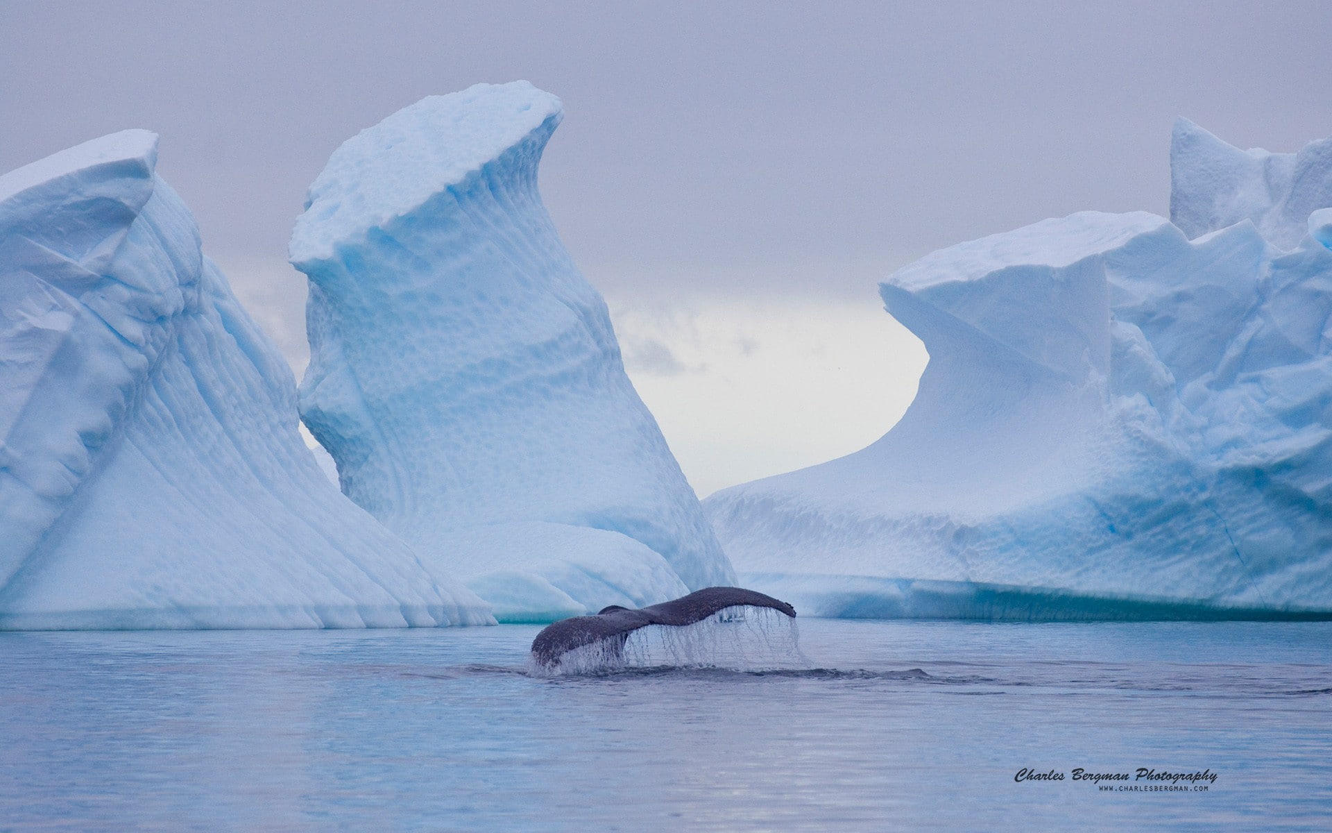 mammal, marine, landscape, whale, outdoors, vertebrate, one animal, beauty in nature, animal, animals in the wild, animal wildlife, no people, nature, ice, HD Wallpaper