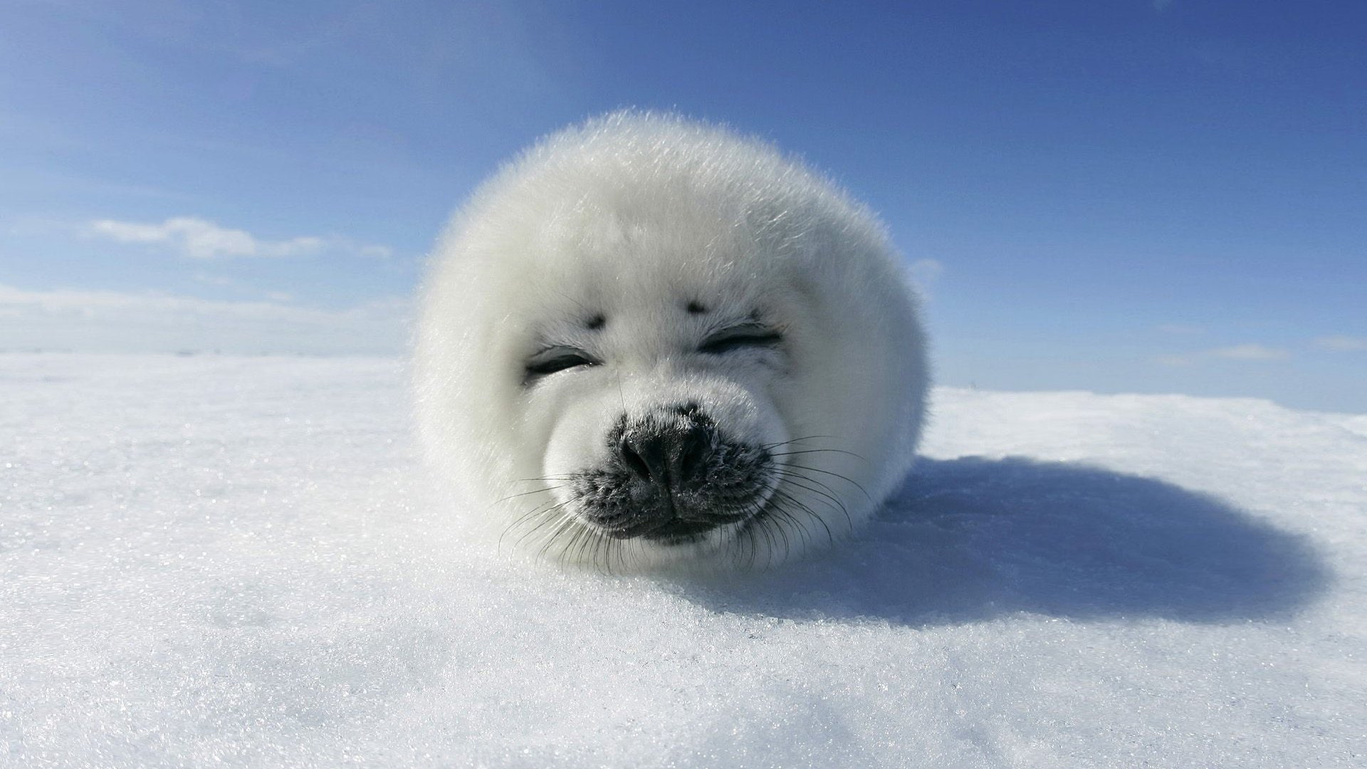 hd, seal, baby, 1080P, HD Wallpaper