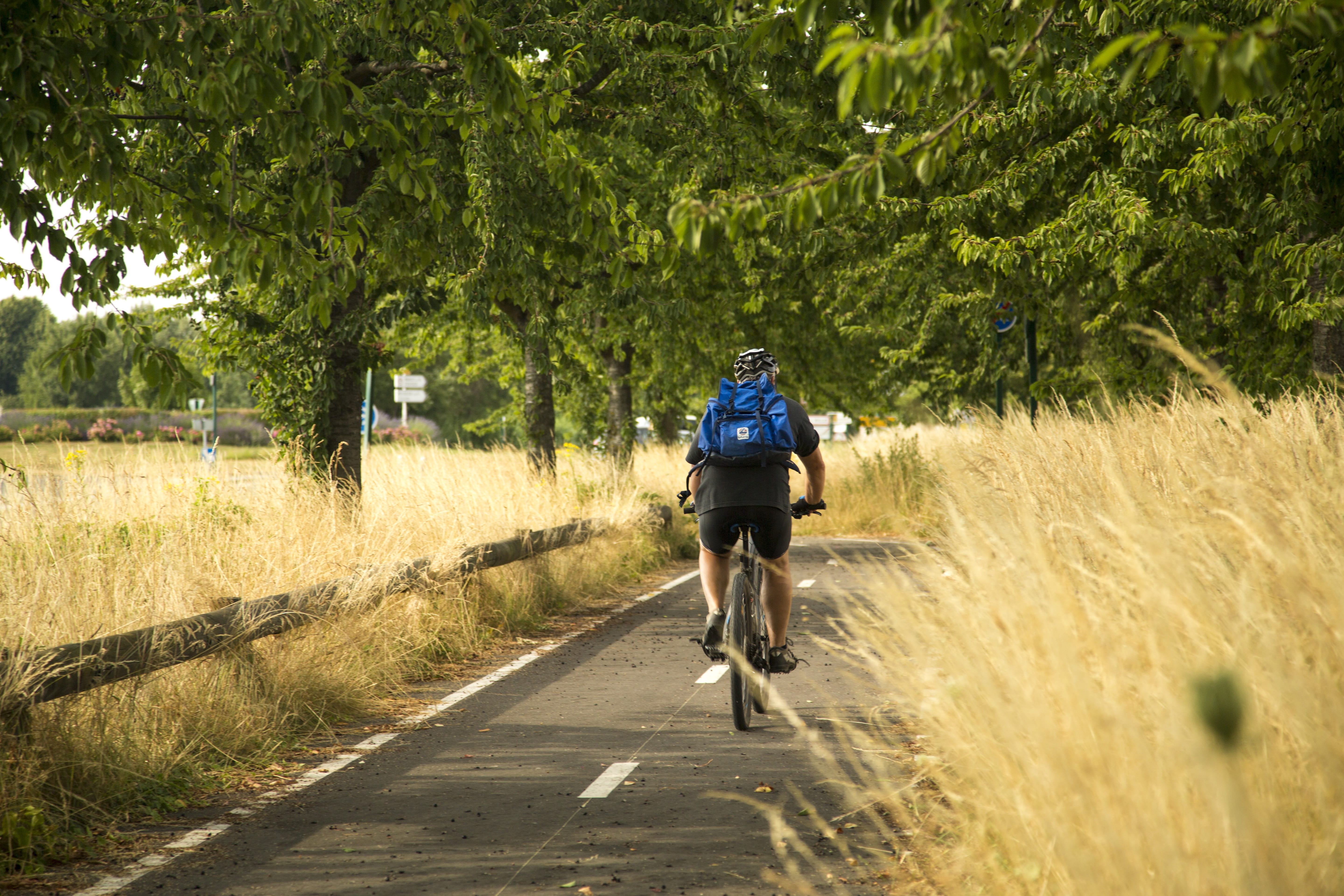 sports Helmet, adventure, Motion, rear view, exercising, bicycle, mountain Biking, sports Race, tree, Bike, plant, speed, one person, cyclist, mode of transportation, HD Wallpaper