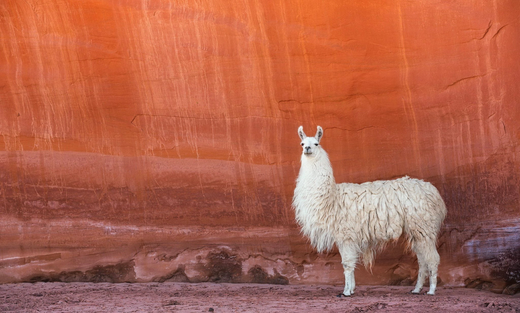animals, domestic, lama, herbivorous, no people, livestock, standing, brown, llama, beauty in nature, one animal, domestic animals, animals in the wild, HD Wallpaper