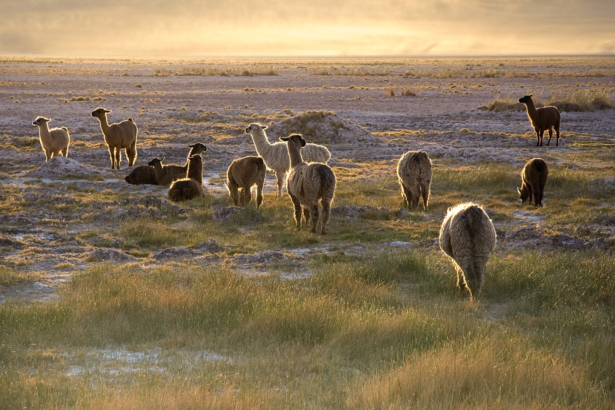 sky, animal, alpacas, vertebrate, domestic animals, environment, water, animal wildlife, mammal, 1080P, lama, no people, nature, animal themes, group of animals, HD Wallpaper