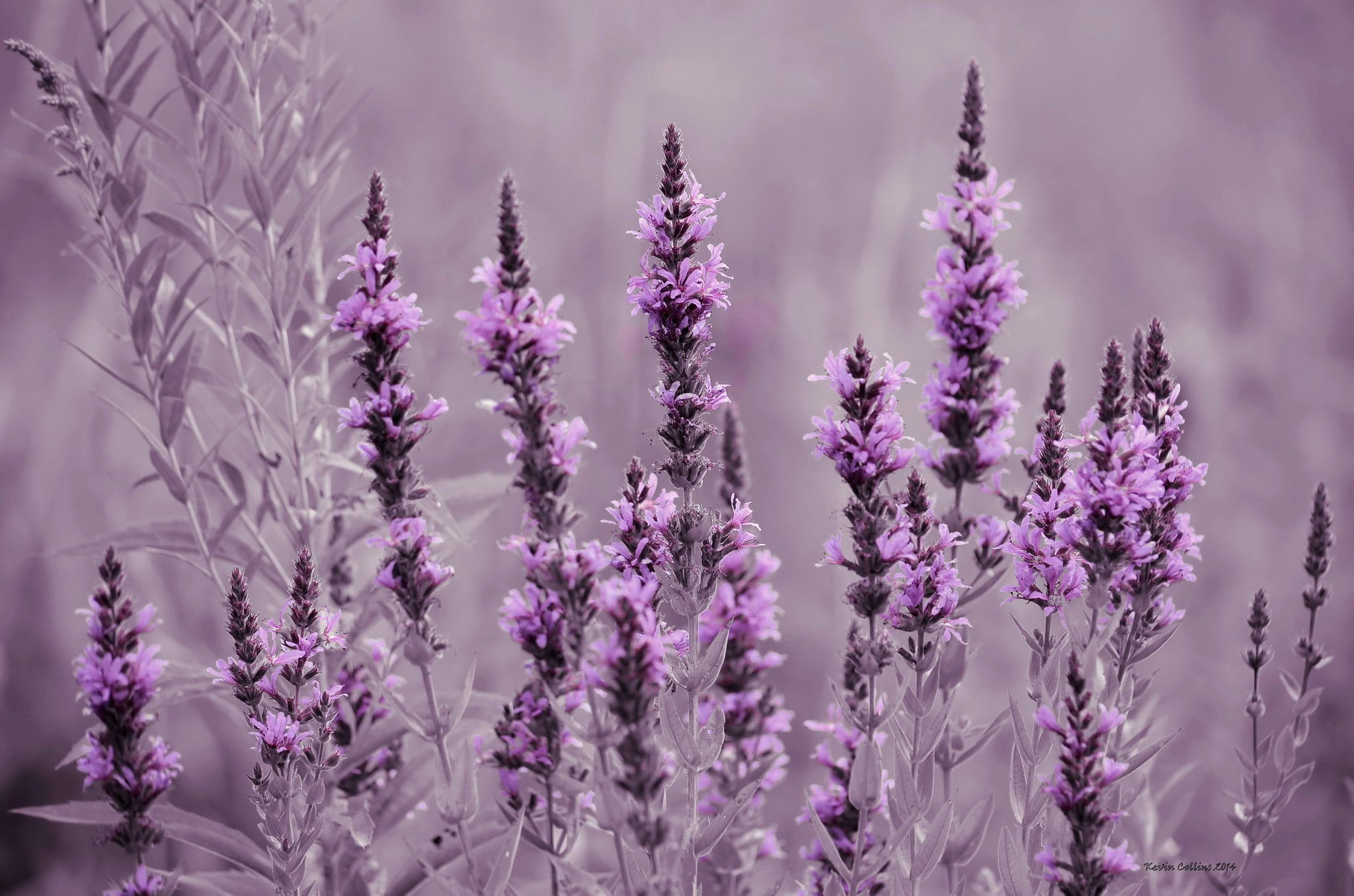 flowers, petal, meadow, purple, flower, lavender, field, 1080P, HD Wallpaper