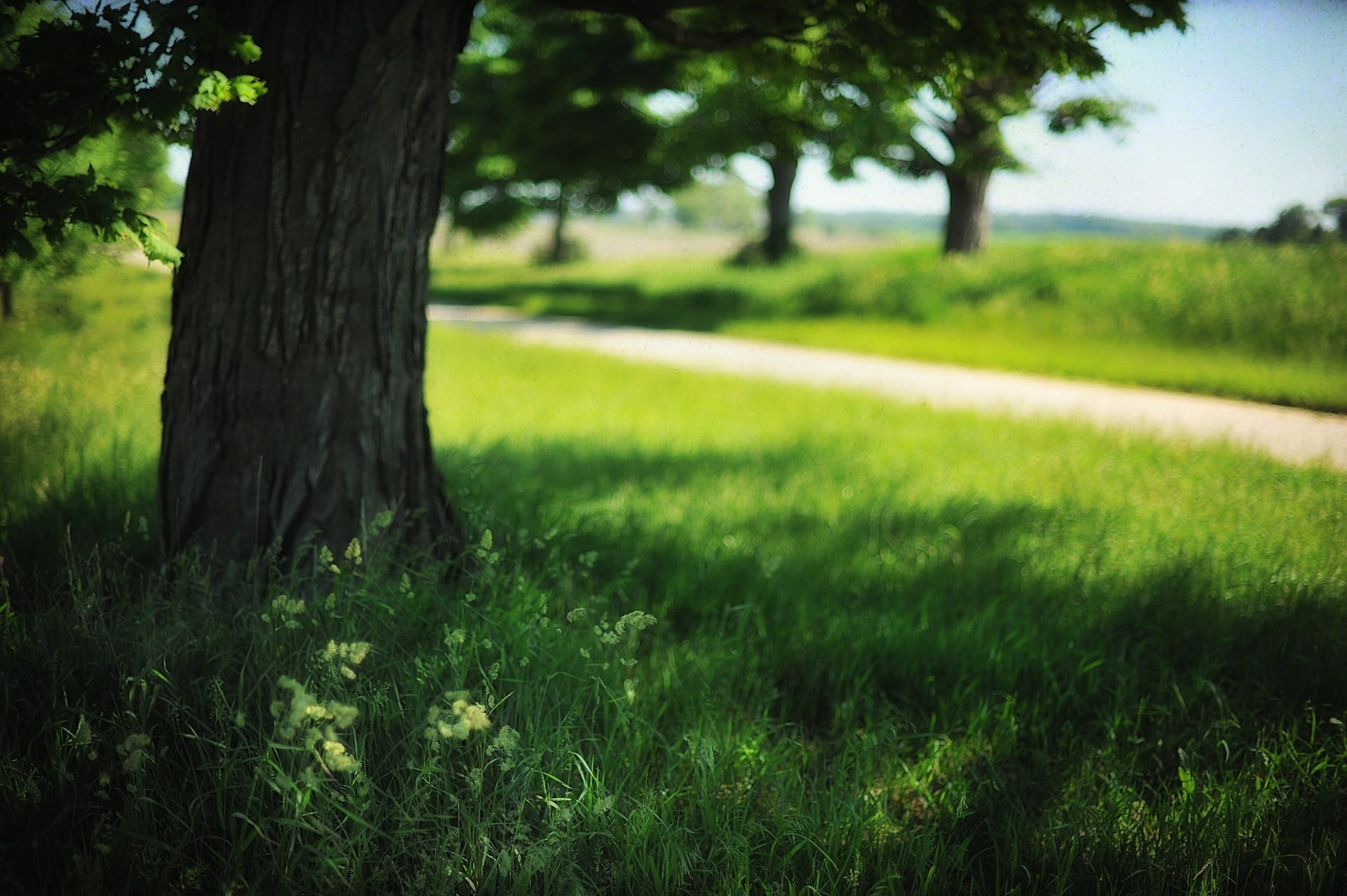 tree trunk, grass, tree, depth of field, sunlight, tranquility, 1080P, tranquil scene, growth, nature, green, land, focus on foreground, outdoors, green color, HD Wallpaper
