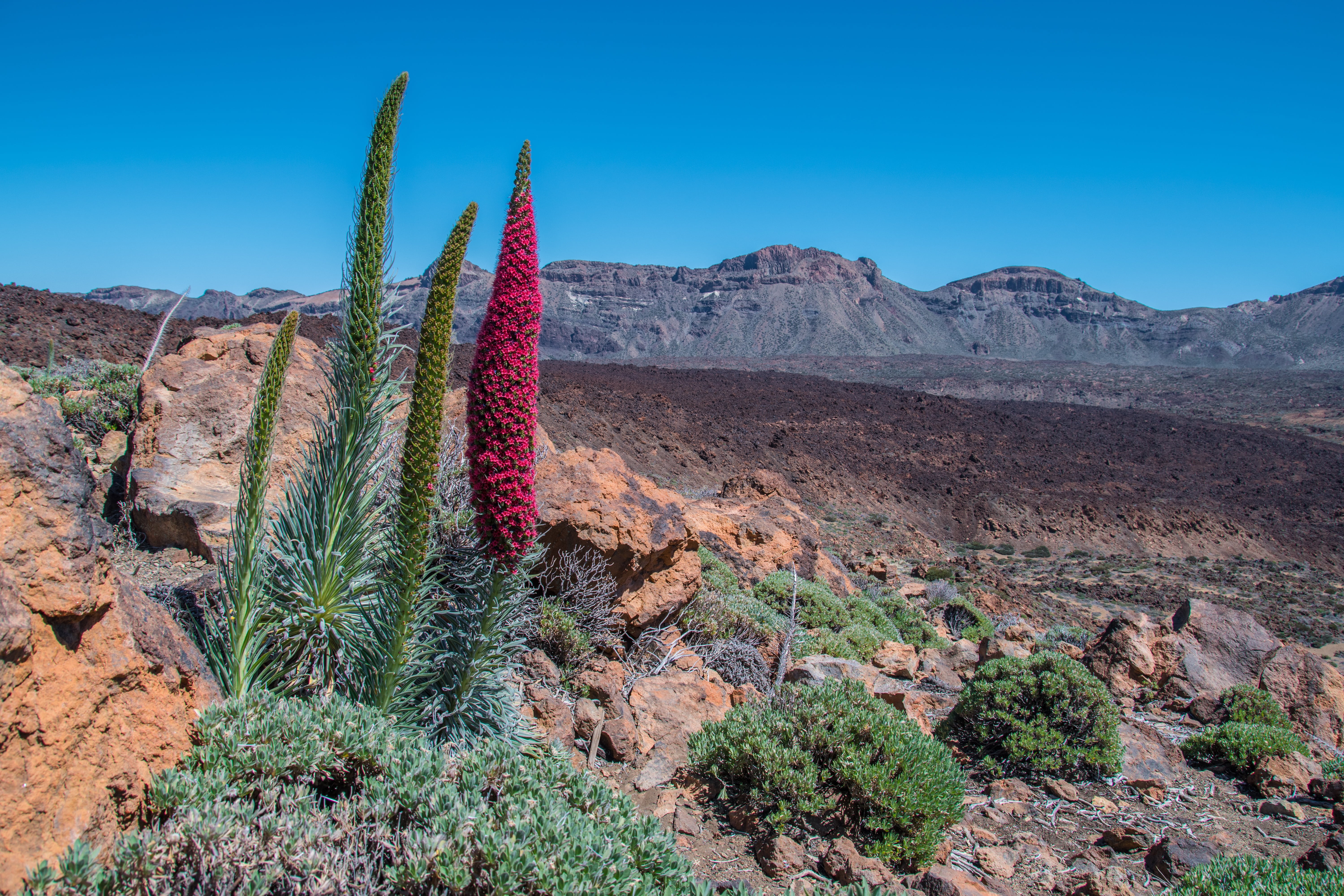 tranquil scene, solid, sky, dry, plant, volcano, semi-arid, tenerife, nature, candles shaped, 5K, rock, green, crater, landscape, no people, arid Climate, HD Wallpaper