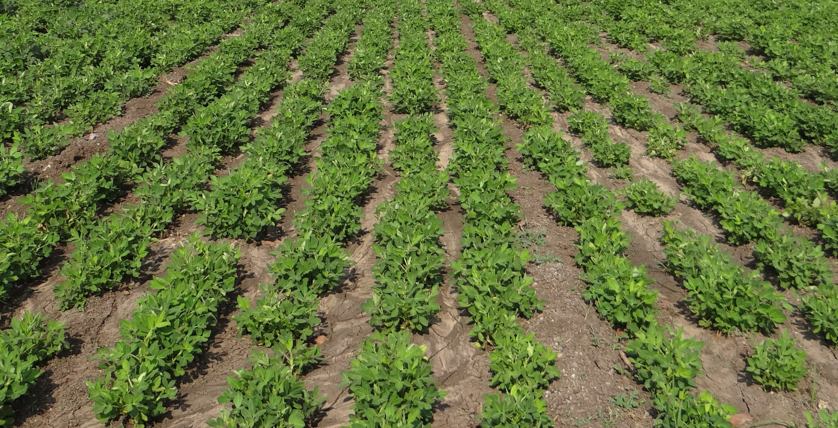 plant, leaf, no People, freshness, scenics - nature, cultivation, farm, farmland, peanut field, in A Row, plantation, daytime, nature, land, growth, Groundnut, HD Wallpaper