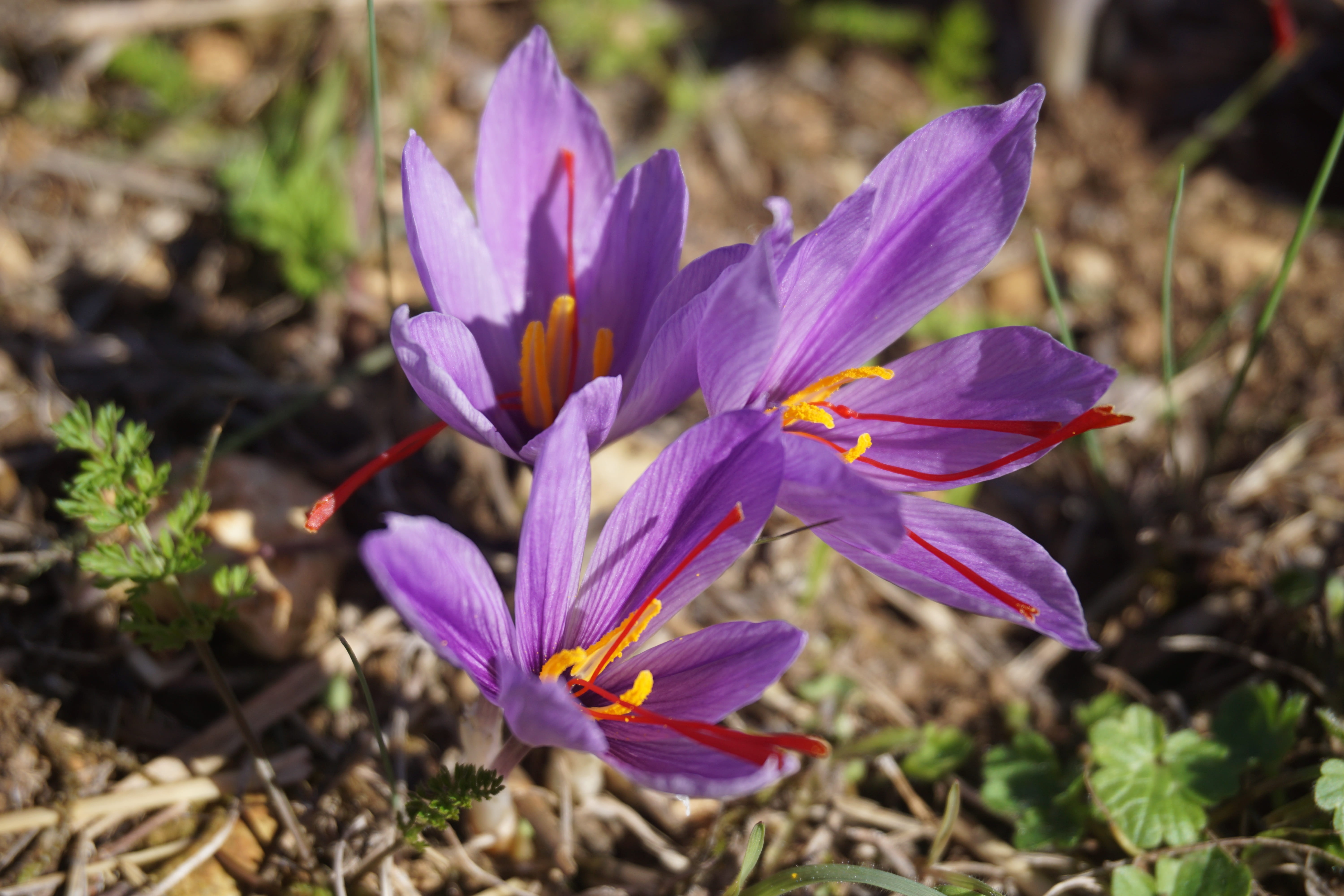 harvest, plantation, spice, fall, poitiers, flowering plant, flower head, 5K, nature, fragility, pollen, freshness, flowers of saffron, petal, vulnerability, HD Wallpaper