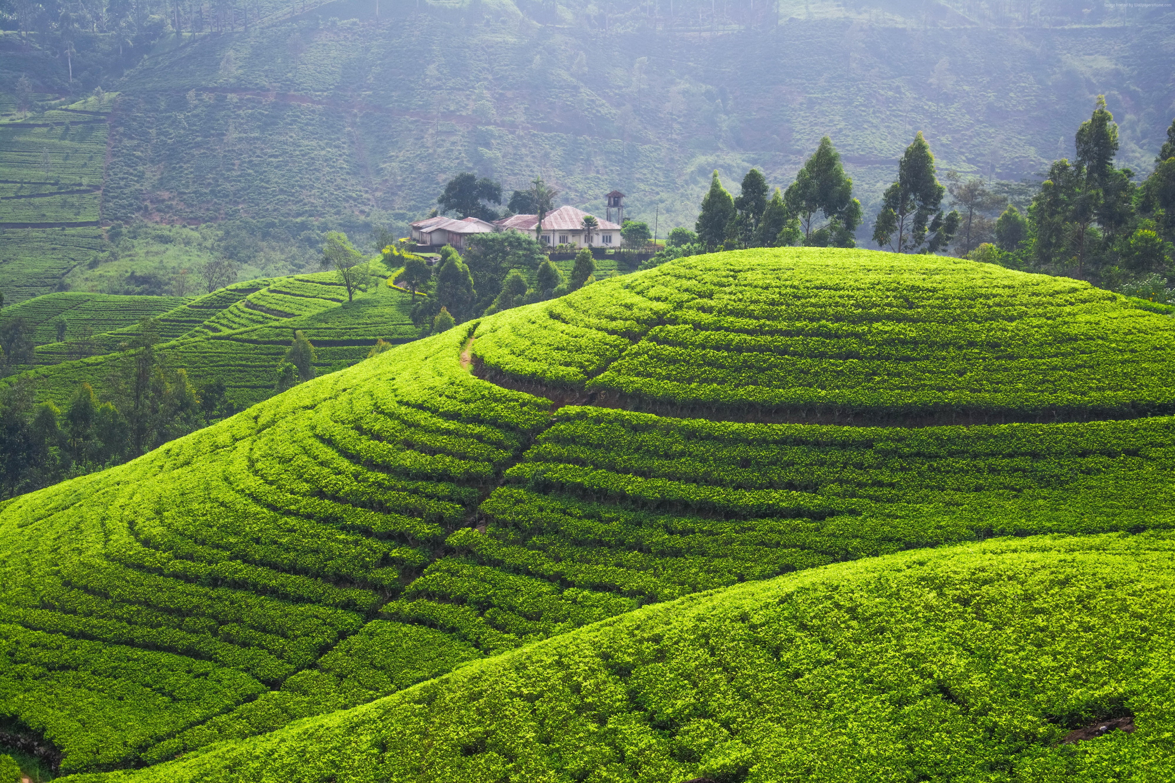 Hills, Tea plantation, 4k, 5k, 4K, trees, green, HD Wallpaper