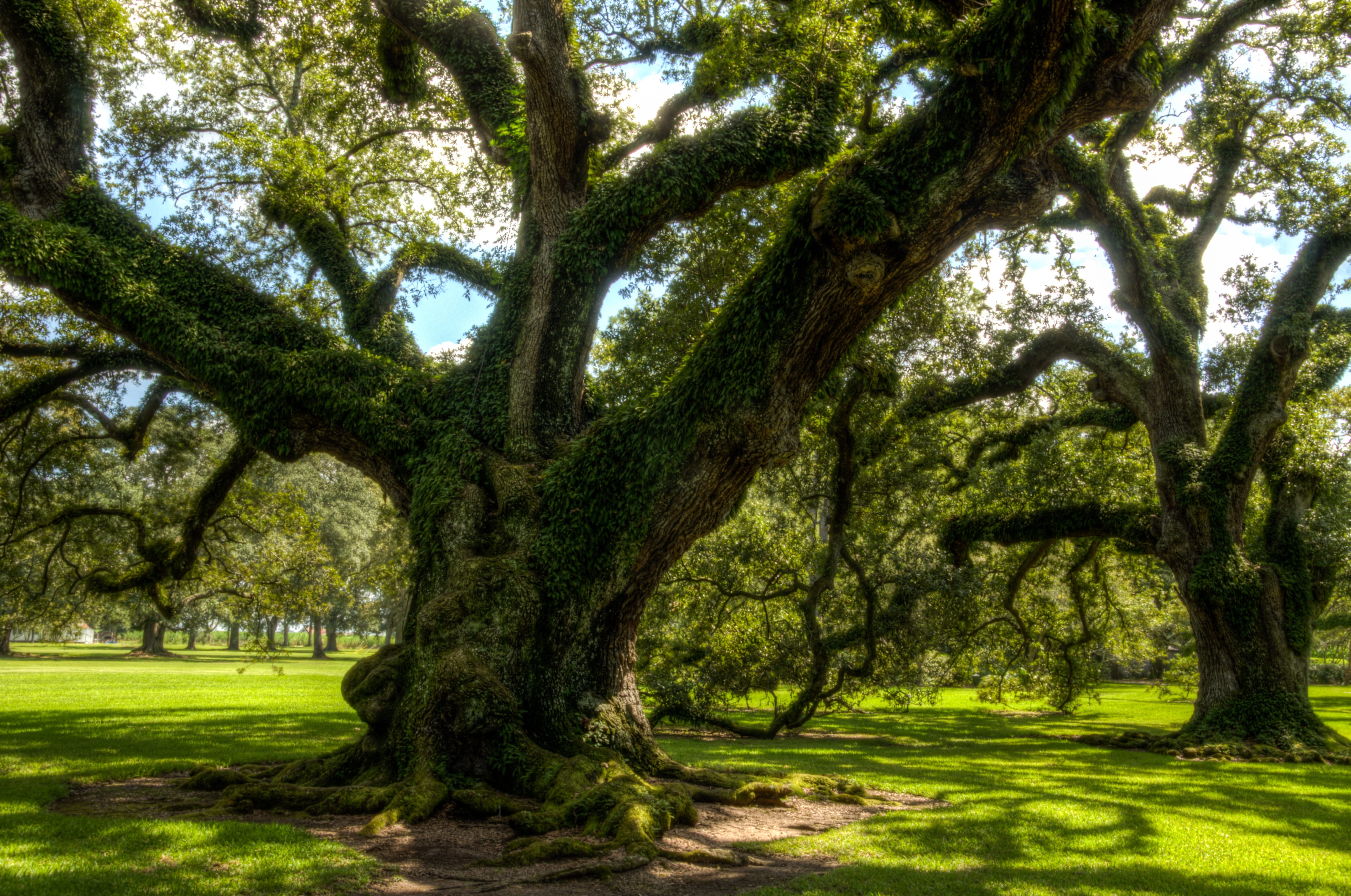 growth, treelined, 4K, outdoors, plant, tranquil scene, oak, sunlight, land, america, park, places of interest, tree trunk, plantation, usa, southern states, HD Wallpaper