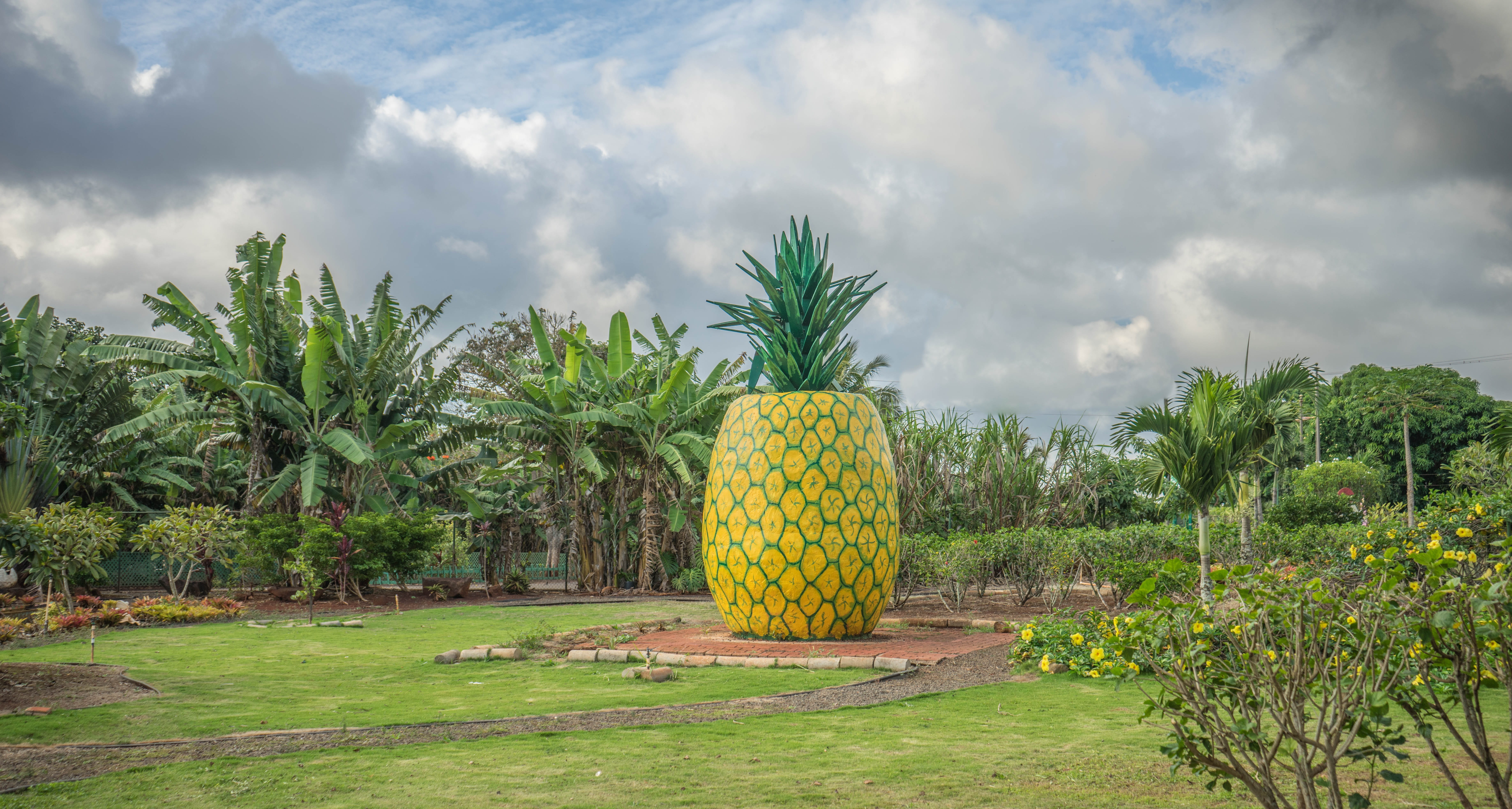 island, tropical, fruit, summer, Pineapple, tropical climate, garden, Dole Plantation, no people, outdoors, day, ripe, nature, cloud - sky, plant, green, HD Wallpaper