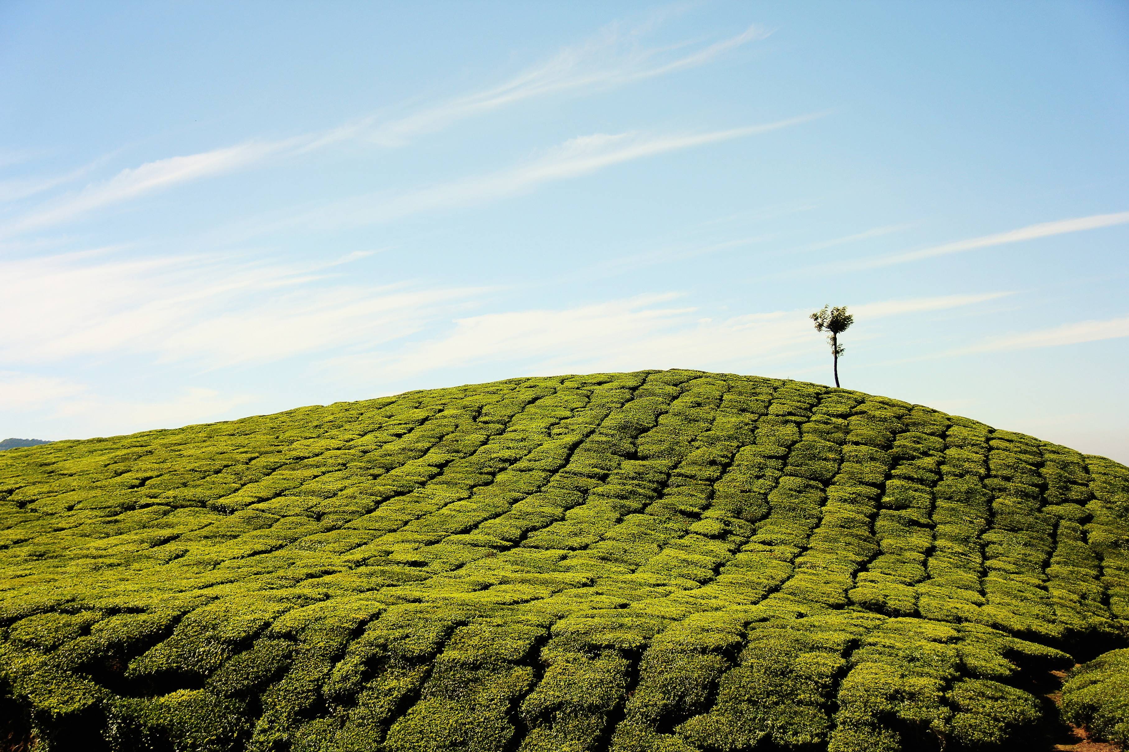 farm, hill, tea, field, 2K, grass, plantation, HD Wallpaper