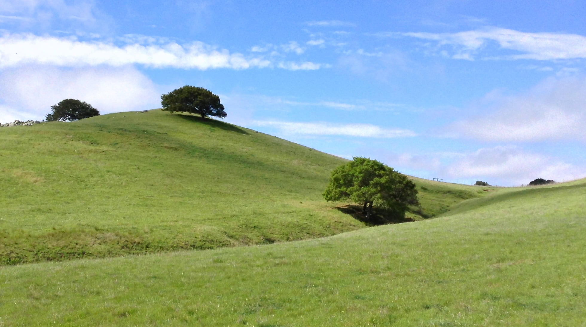 1080P, green, Scenic, Quercus Agrifolia, oak, rural Scene, landscape, Birding, daytime, quercus, field, Native Plants, scenics, meadow, Dairy Creek, coast, HD Wallpaper