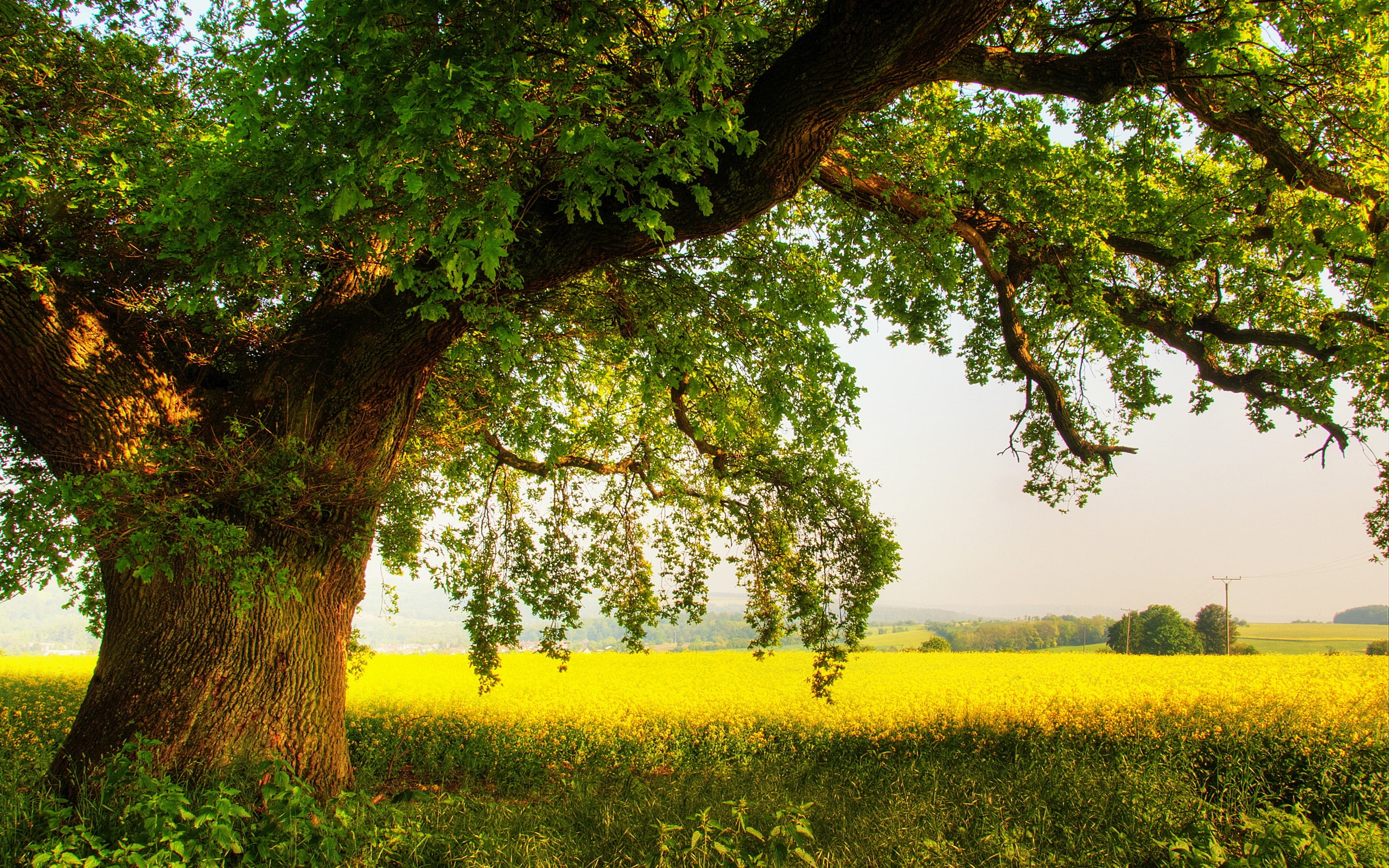 2K, tree, green, Oak, Shade, Summer, leafed, HD Wallpaper