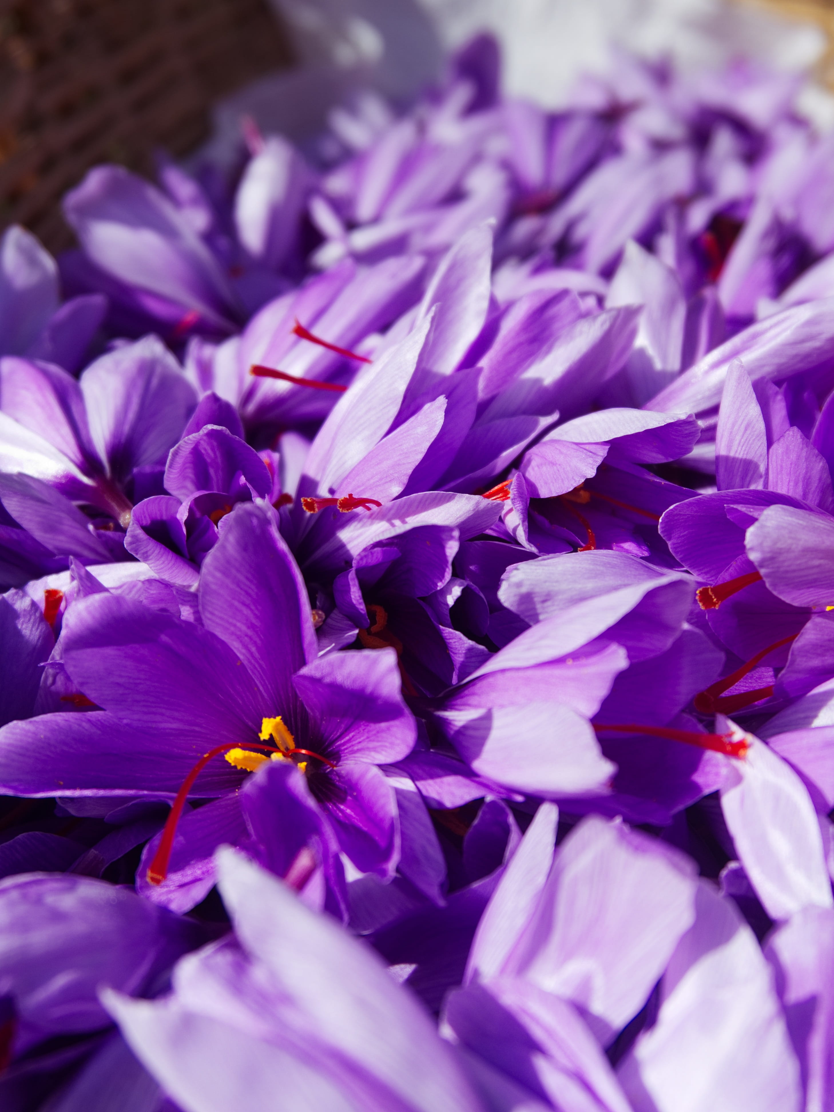 crocus, flowerbed, saffron, beauty in nature, nature, no people, botany, outdoors, fall, spice, flower head, harvest, vulnerability, flowers, full frame, Phone HD Wallpaper