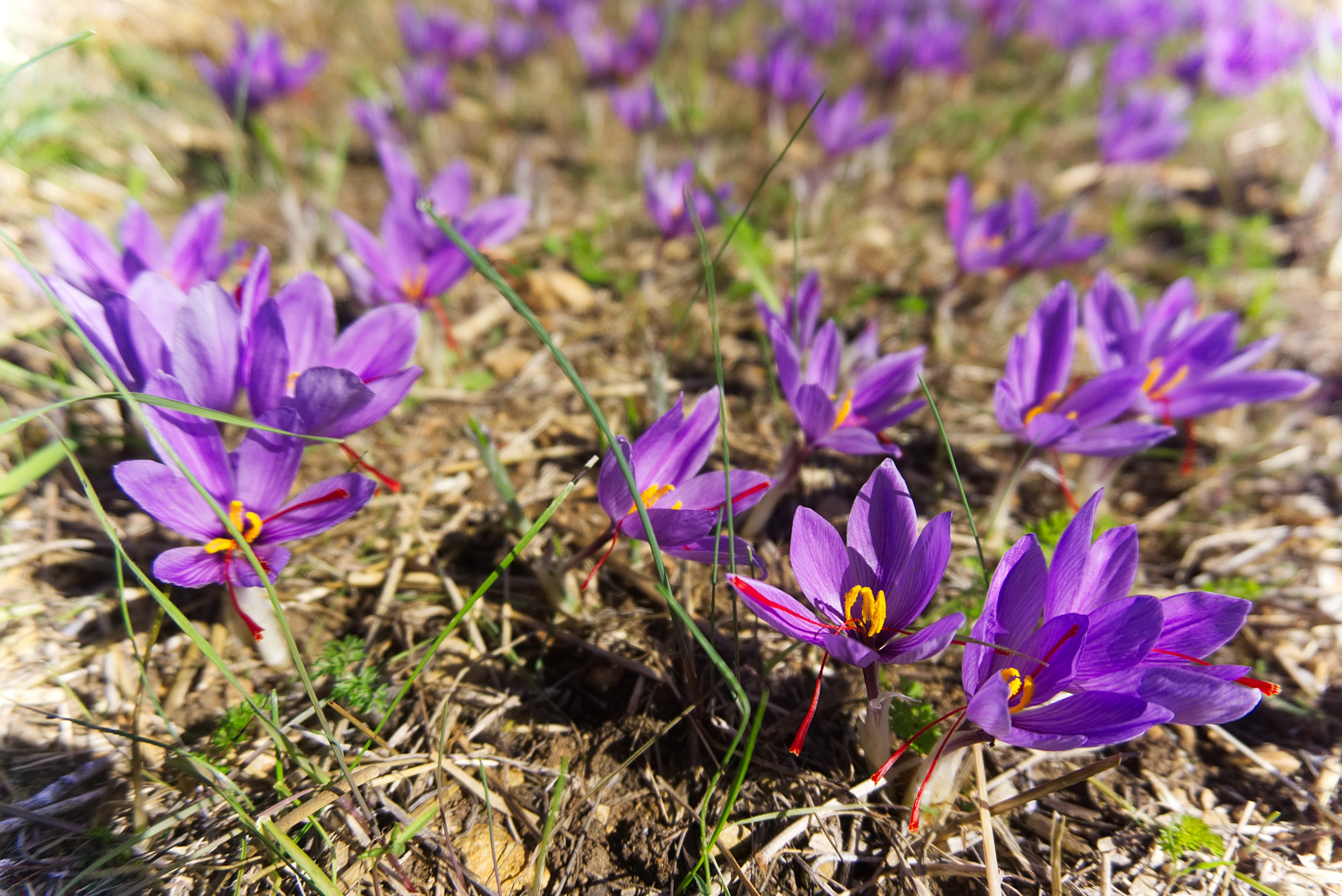 poitiers, plantation, flowers of saffron, beauty in nature, plant, petal, land, flower, field, saffron, 5K, vulnerability, flowering plant, fall, freshness, HD Wallpaper