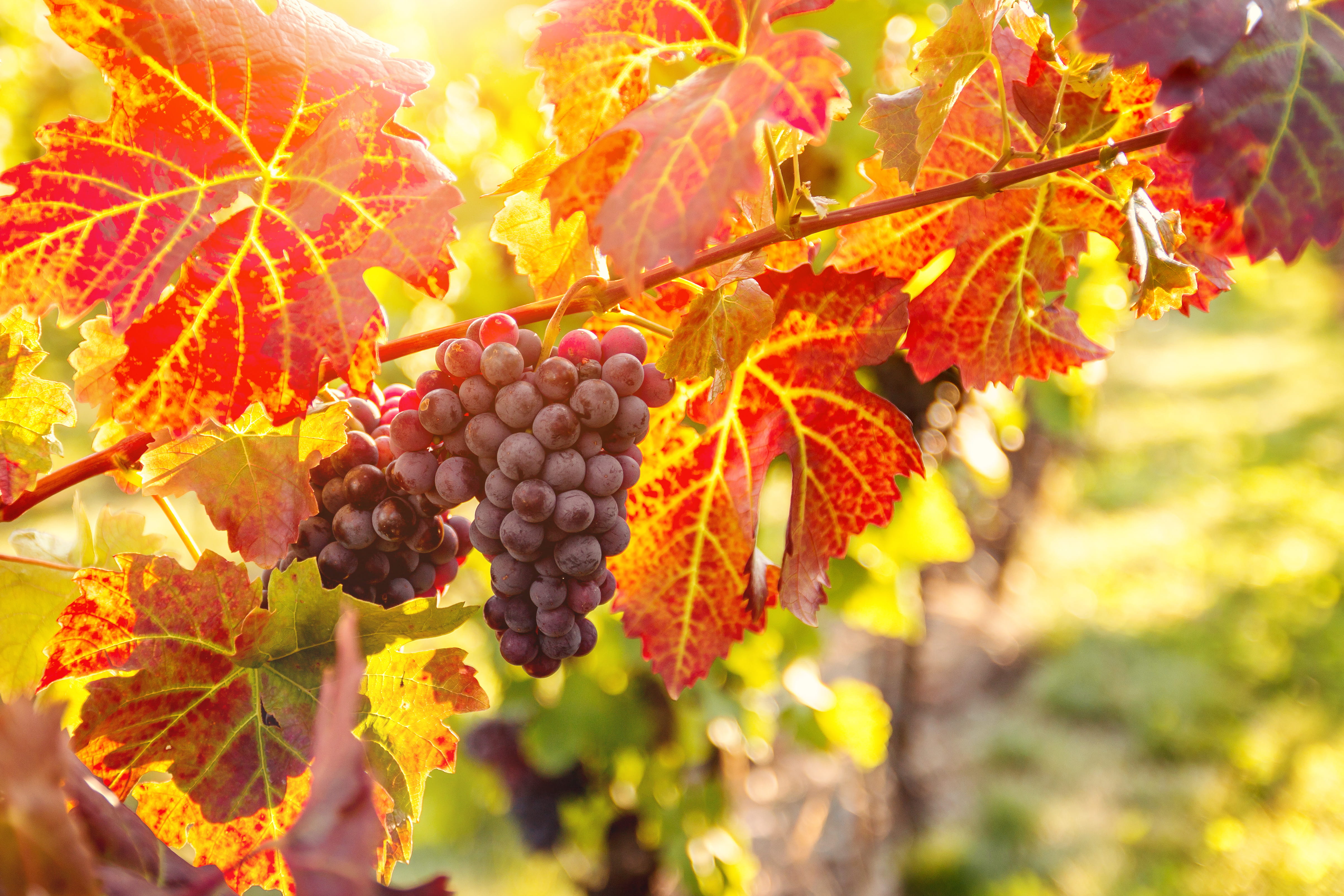 fruit, grapes, grape, sunlight, healthy eating, food and drink, ripe, close-up, fall, food, outdoors, beauty in nature, harvest, growth, freshness, change, HD Wallpaper
