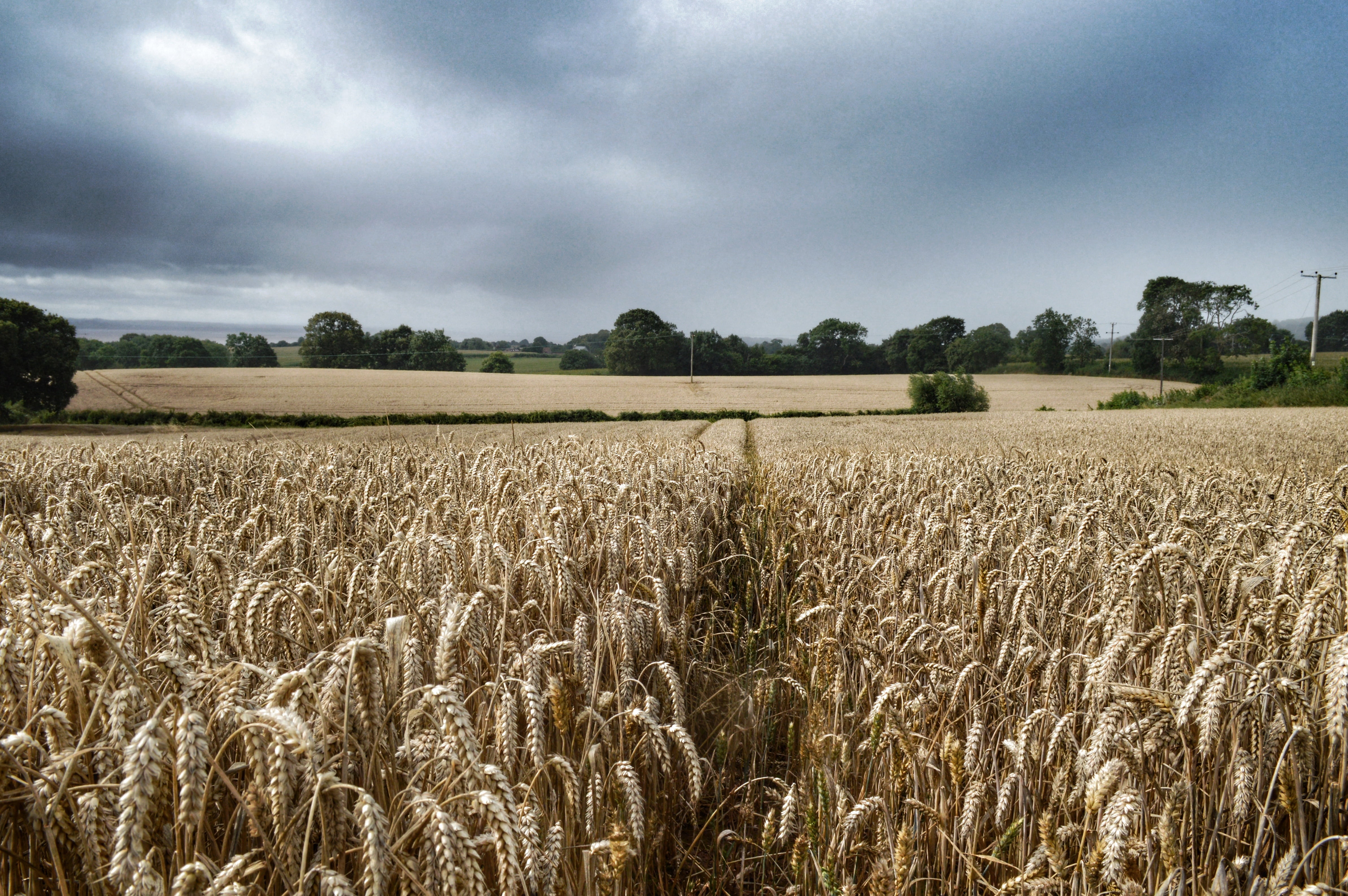 agriculture, rural Scene, summer, 4K, field, yellow, rice, cereal Plant, day, time, outdoors, growth, crop, nature, farm, wheat, food, brown, HD Wallpaper