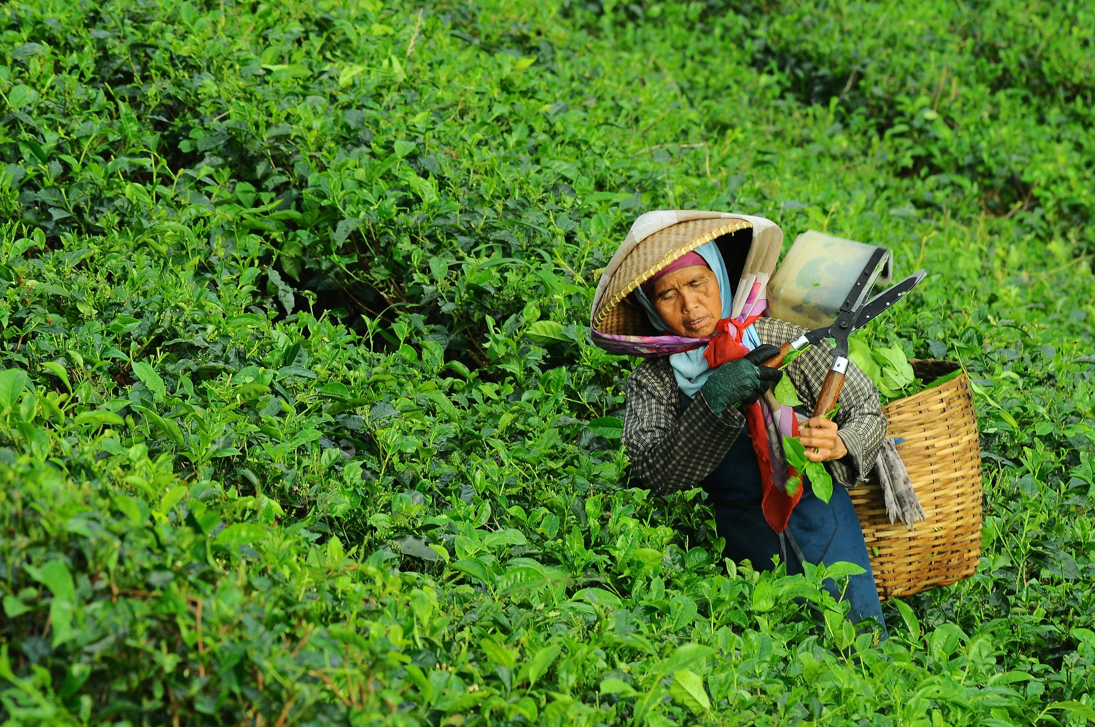 tea, clothing, vegetable, hard work, green color, basket, farm, organic, plantation, cultivation, rural scene, leaves, agriculture, food, asian, daytime, HD Wallpaper