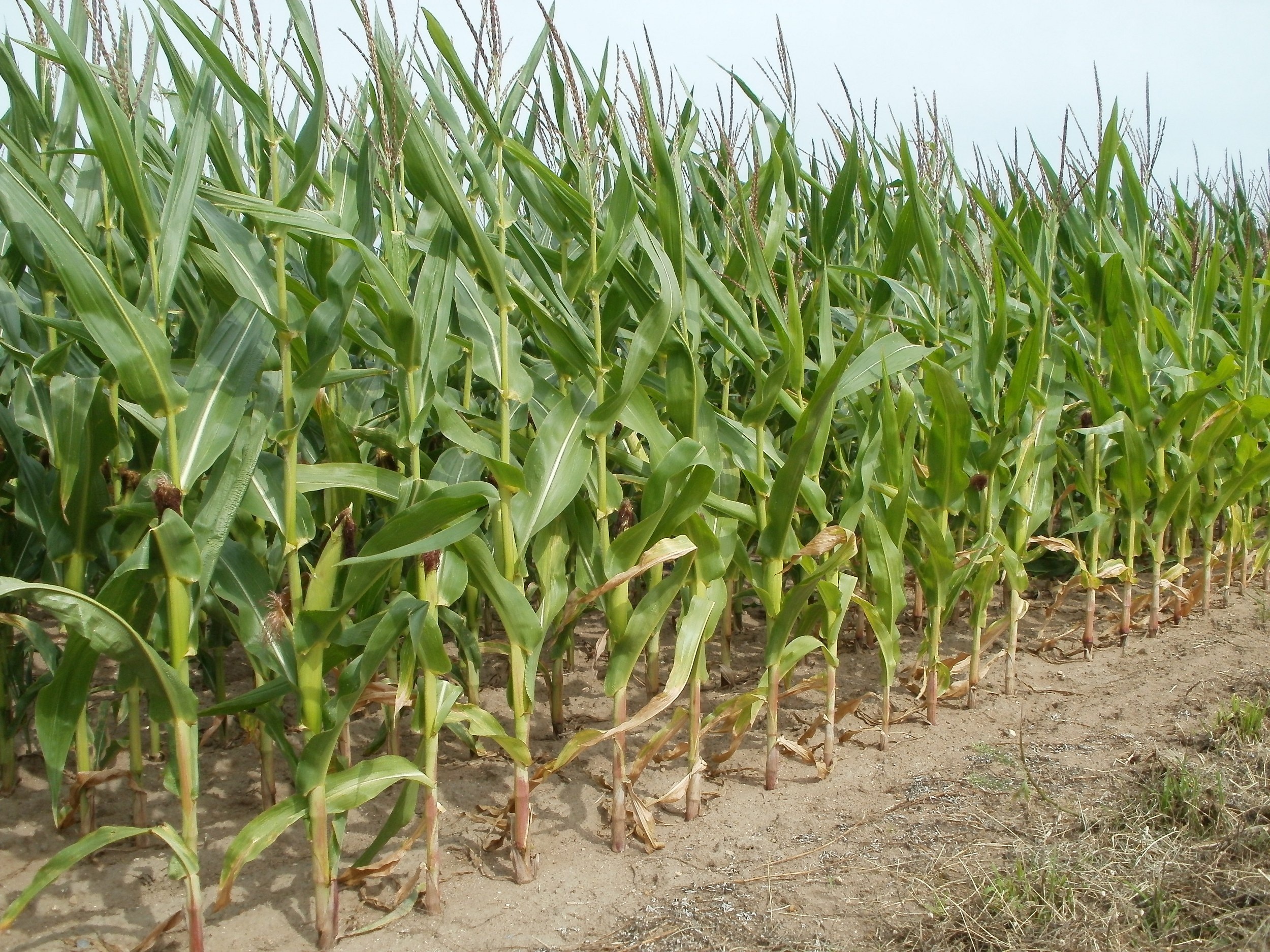 1080P, land, industry, plantation, organic, environment, field, farmland, daytime, cornfield, nature, growing, growth, food, crop, outdoors, no people, HD Wallpaper