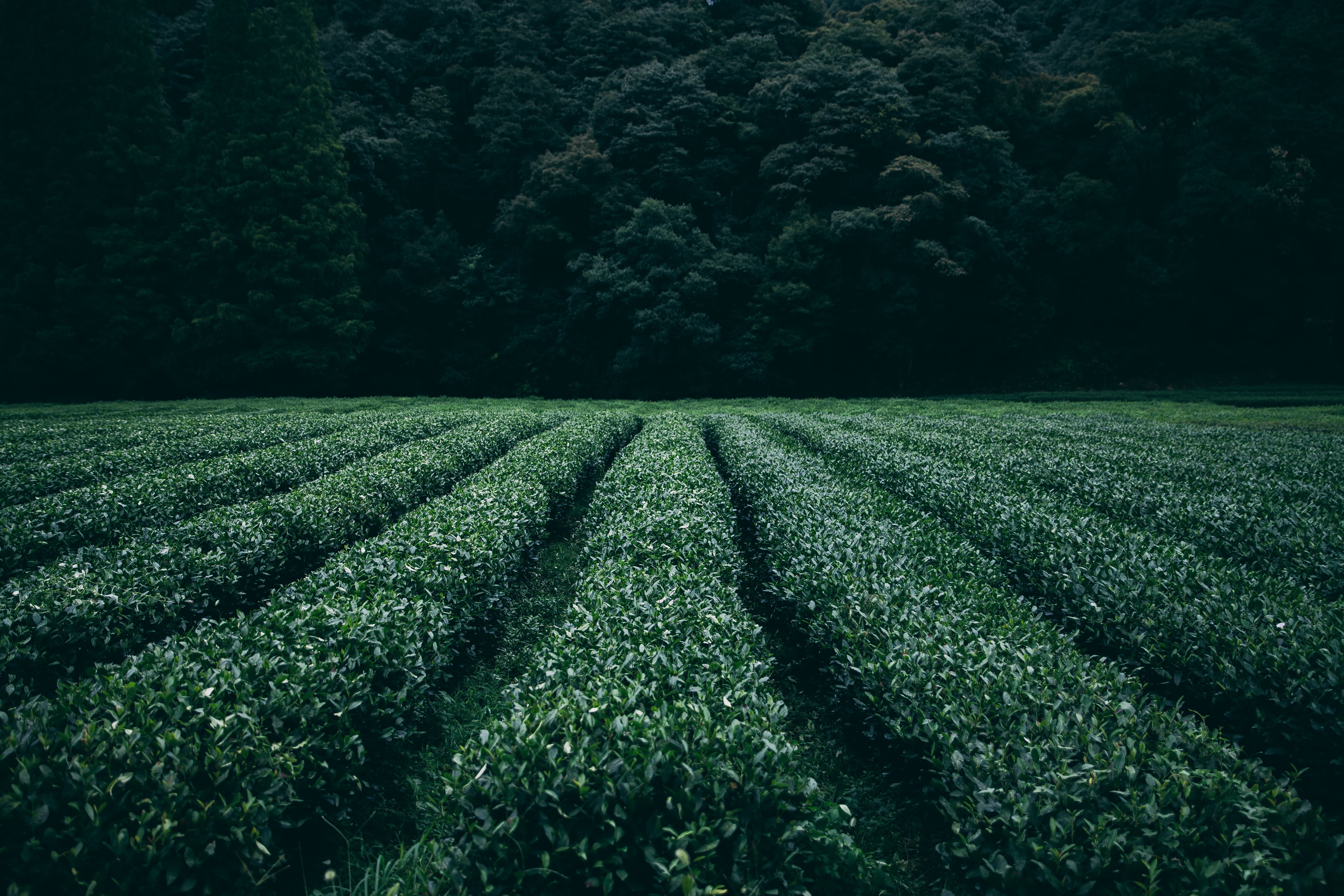 farm, environment, grow, harvest, scenics, farmland, plant, green color, landscape, 5K, flora, crop, no people, agriculture, land, fresh, day, tranquil scene, HD Wallpaper