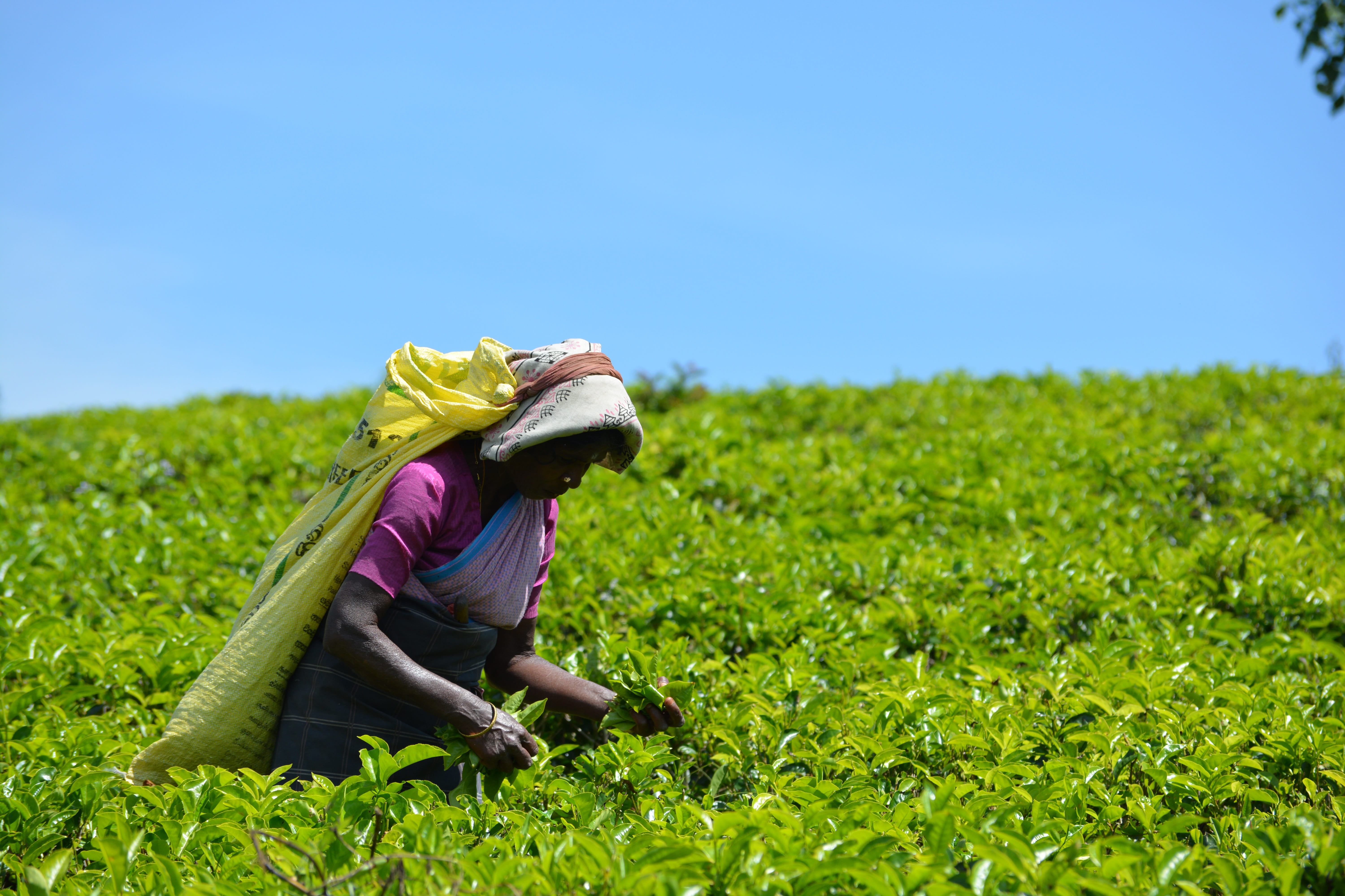 agriculture, production, grass, green color, summer, cultivation, rural scene, landscape, clear sky, full length, plantation, clothing, leaf, environment, HD Wallpaper