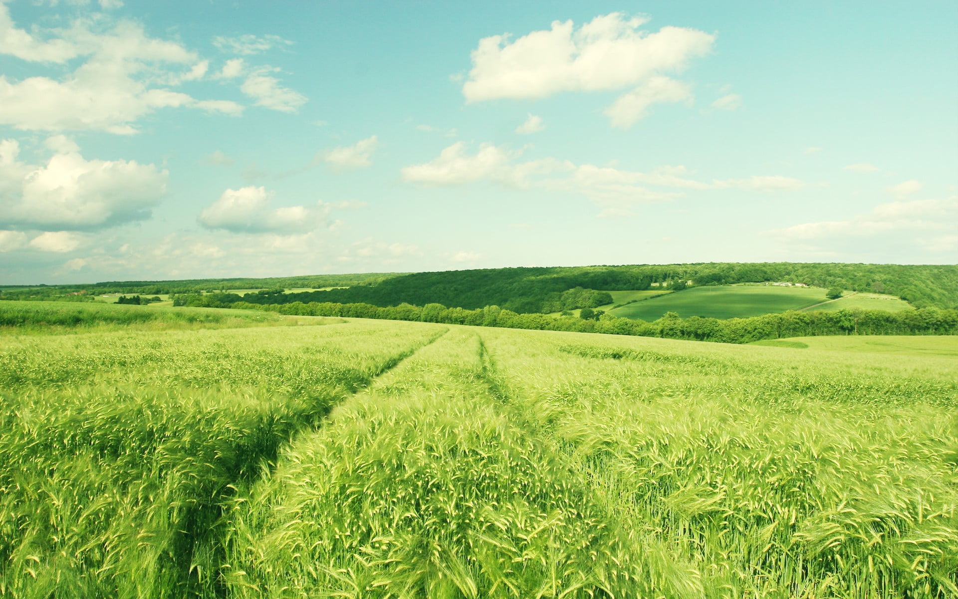 idyllic, scenics, barley, italy, 1080P, agriculture, beauty In Nature, scenics - nature, growth, sunny, rural Scene, outdoors, sky, mountain, plant, green, HD Wallpaper