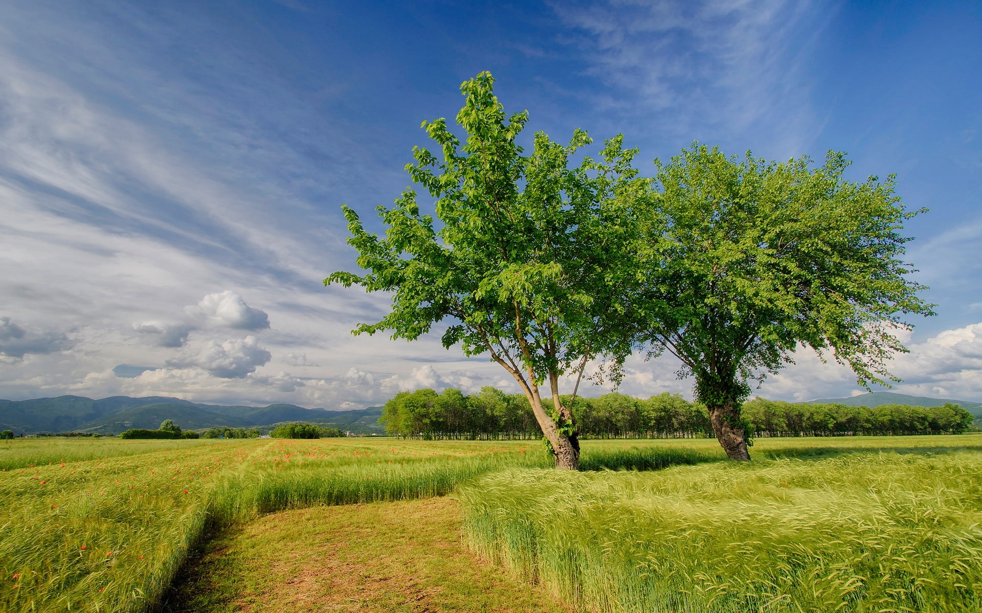 Italy, Scenery, Fields, Sky, Trees, Spring, Nature, 1080P, HD Wallpaper