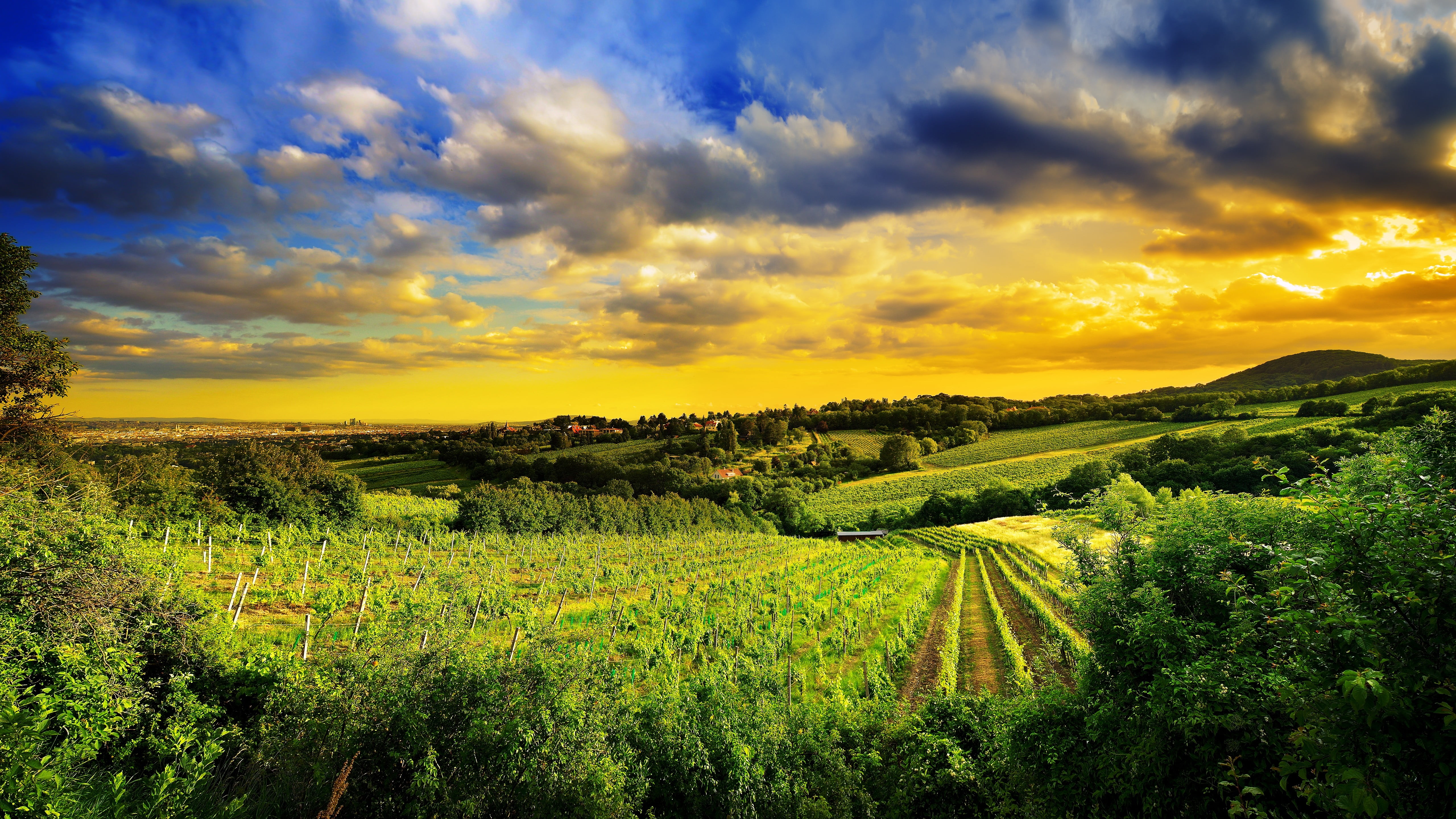 winemaking, plantation, 5K, landscape, Austria, Vienna, no people, field, rural scene, farm, nature, scenics - nature, beauty in nature, grass, crop, cloud - sky, HD Wallpaper