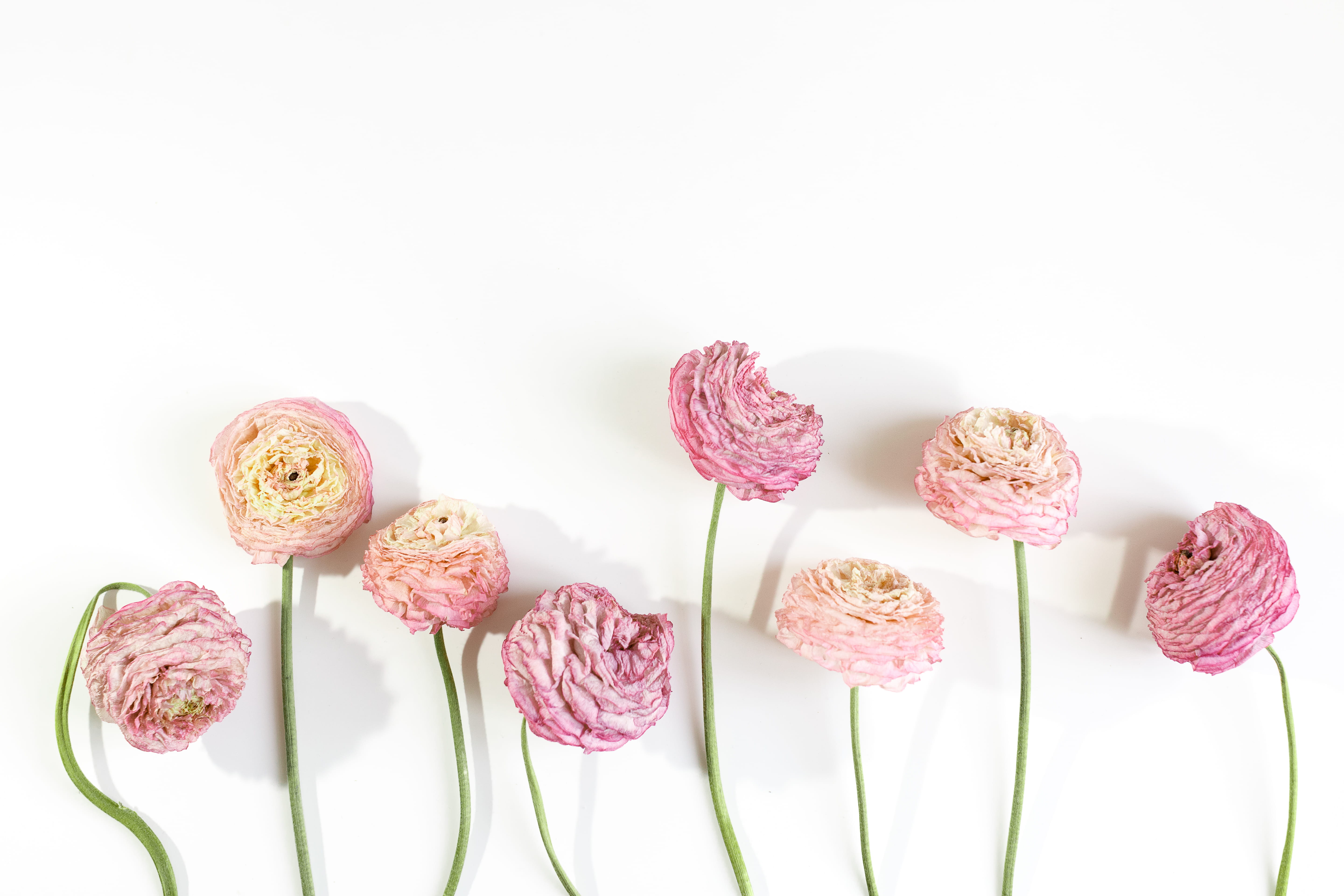 purple, gentle, indoors, plant, nature, fragility, flower, still life, dried flowers, close-up, pink color, vienna, ranunculus, pale colours, colourful, HD Wallpaper