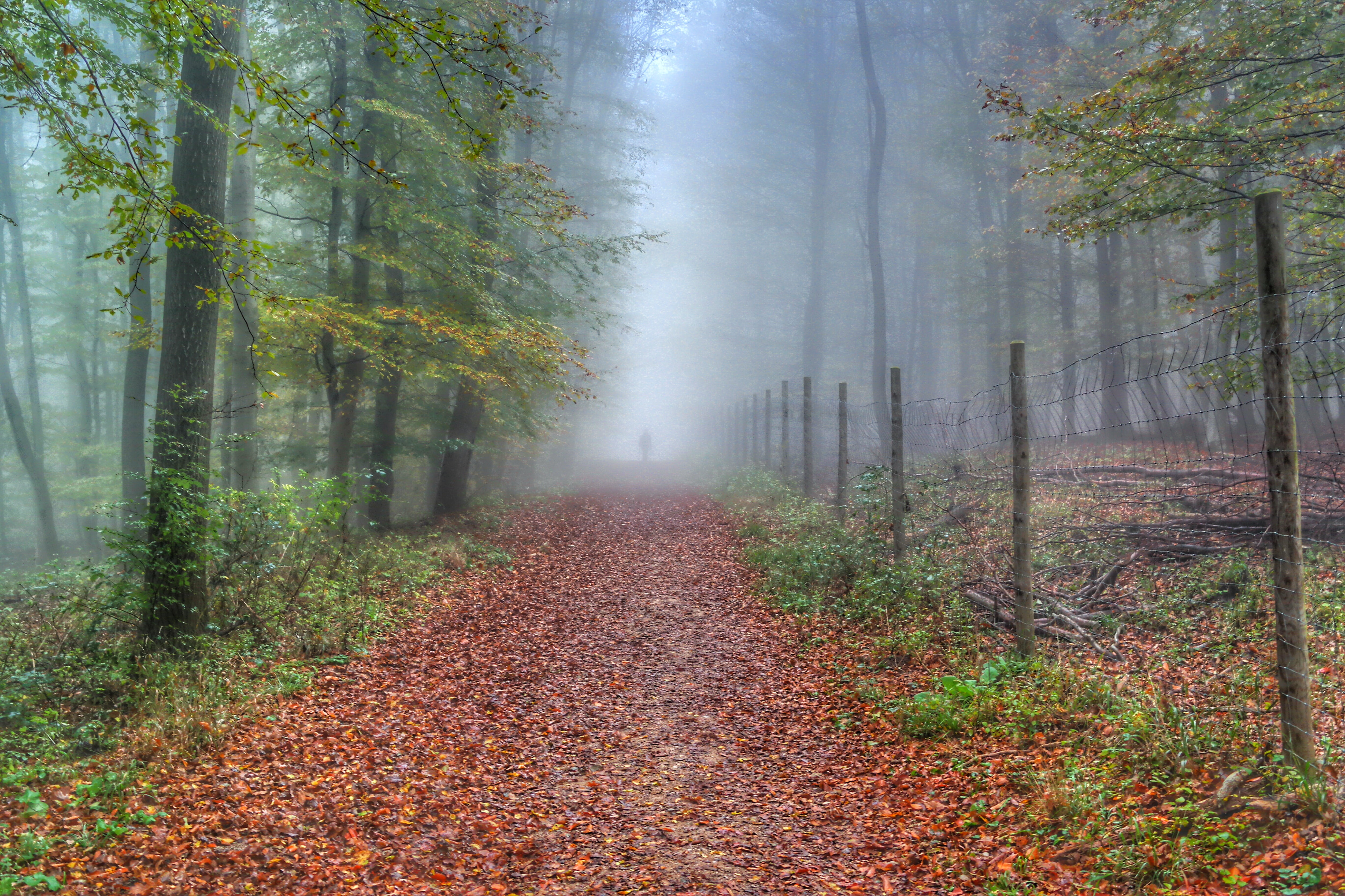 season, surrounded, AUT, vienna  wien, winding, leaf, fog, vienna, pathway, Edited, outdoors, nature, foggy, trees, landscape, 4K, person, mist, tree, HD Wallpaper
