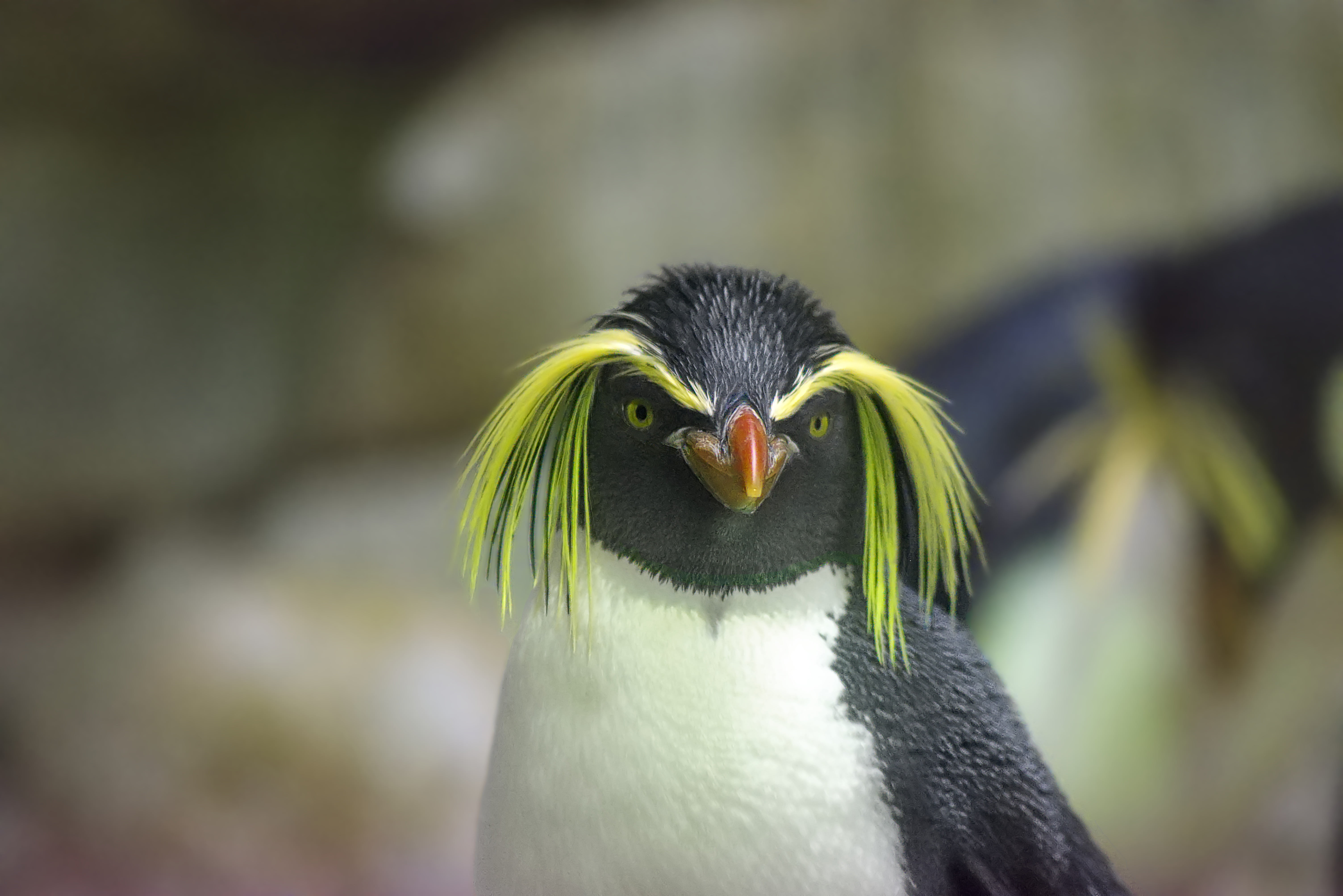 animal eye, zoo schönbrunn, penguin, parrot, animal body part, animal head, focus on foreground, animal, one animal, animals in the wild, rockhopper penguin, HD Wallpaper