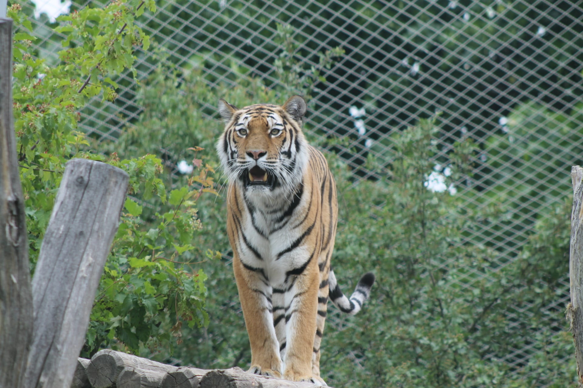 endangered species, fish, animal themes, animals in the wild, wildcat, tiger, one animal, vertebrate, zoo, animals in captivity, outdoors, cat, animal, HD Wallpaper