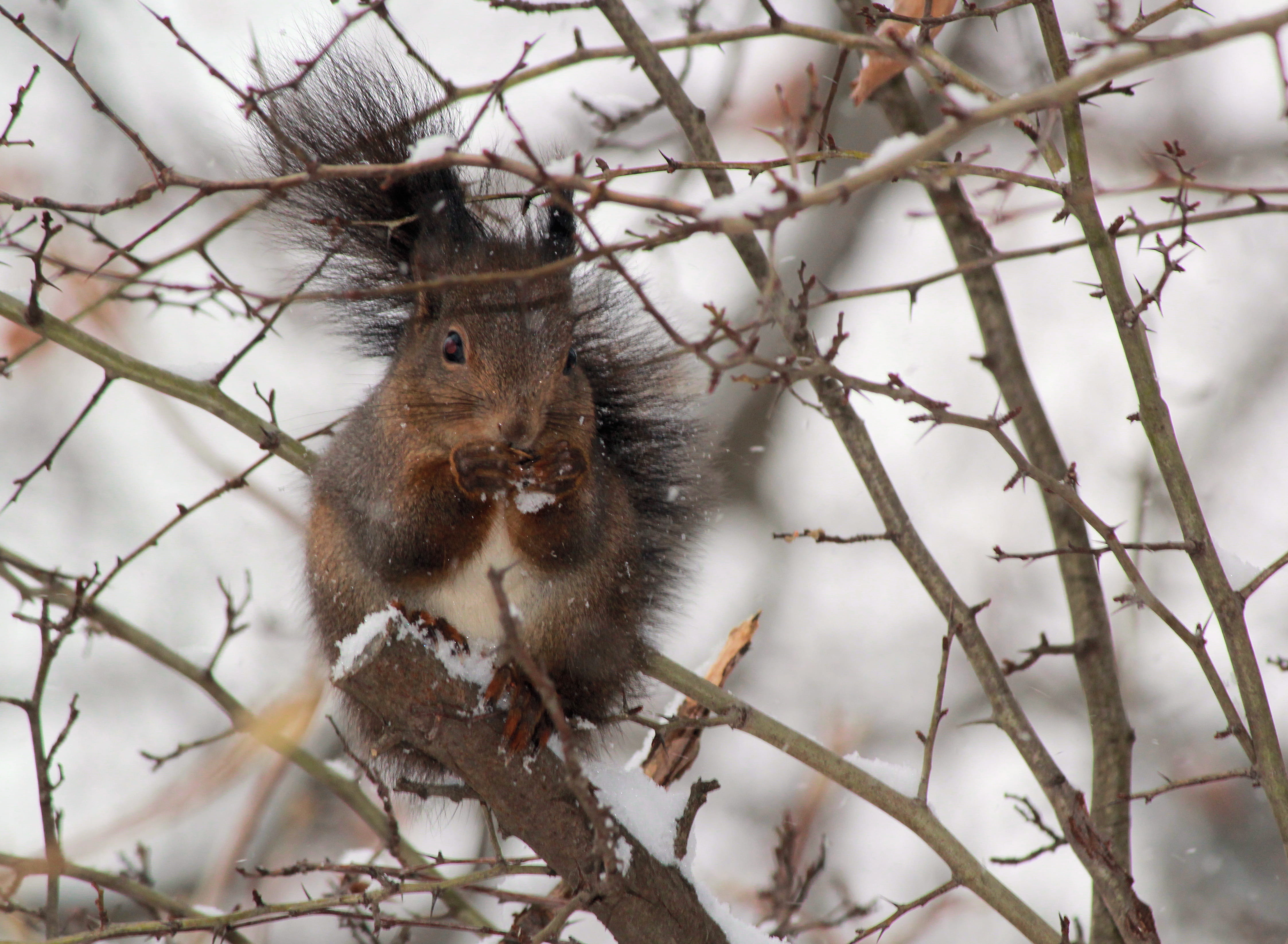 thornbush, squirrel, tree, food, bird, vertebrate, winter, focus on foreground, brown, eating, austria, animal, animal wildlife, snow, accipiter, rodent, HD Wallpaper