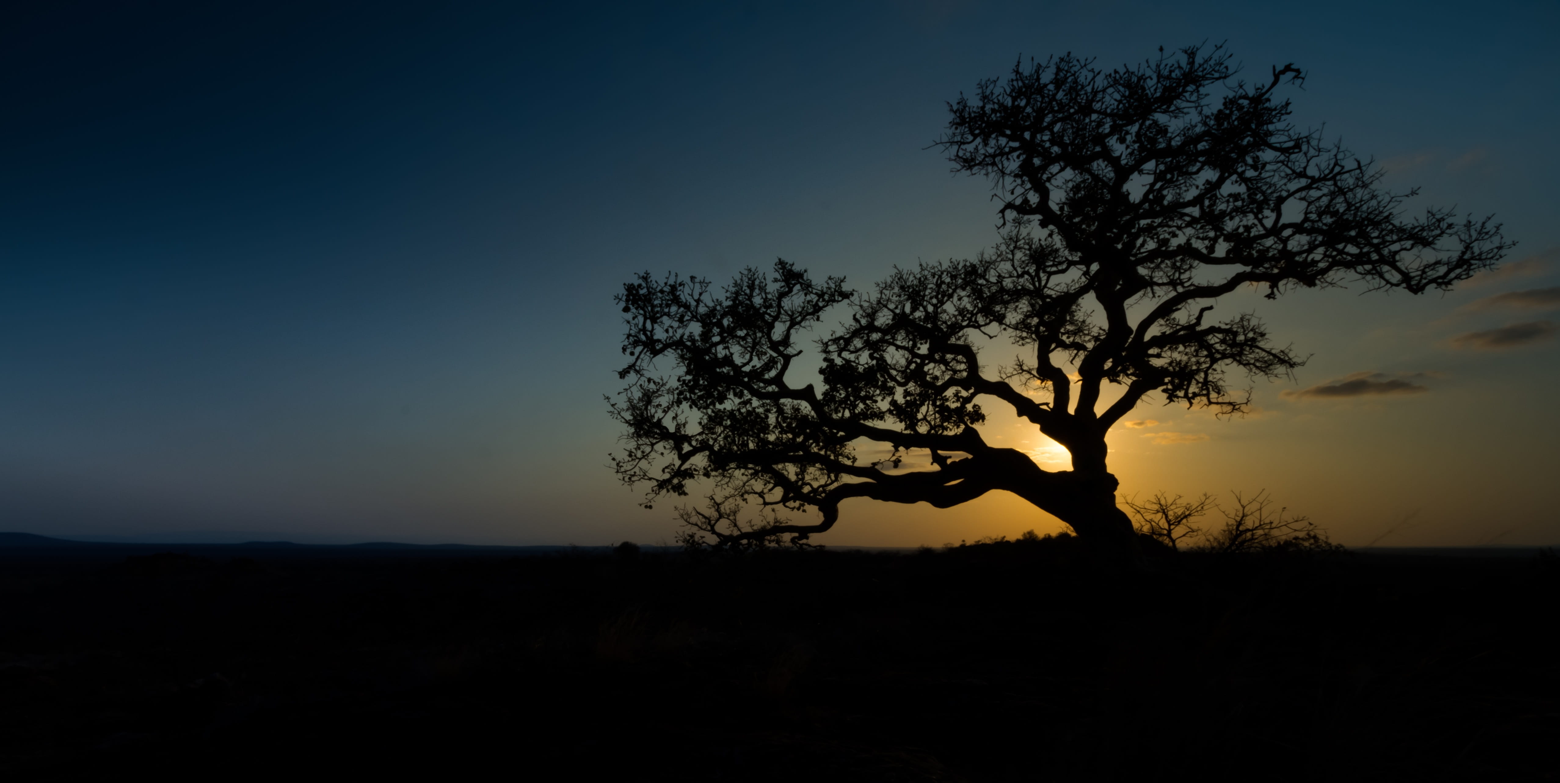 4K, south-africa, environment, limpopo-province, one person, sky, tree, safari, scenics - nature, emotion, arms raised, horizon, africa, dusk, sun, beauty in nature, HD Wallpaper
