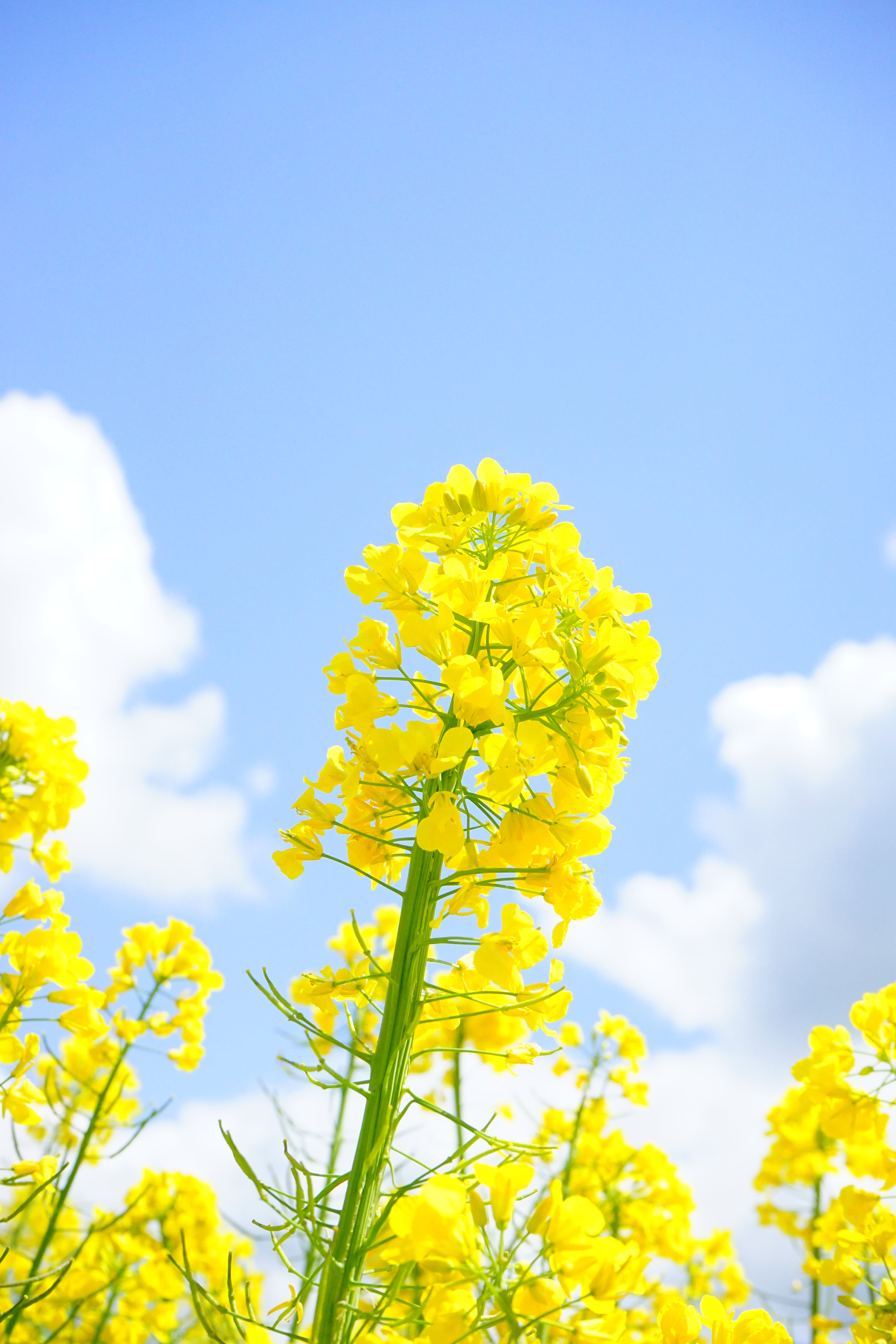 spring, brassicaceae, growth, summer, land, yellow, reps, rape blossoms, sky, no people, oilseed rape, cruciferous plant, plant, flower, springtime, inflorescence, Phone HD Wallpaper