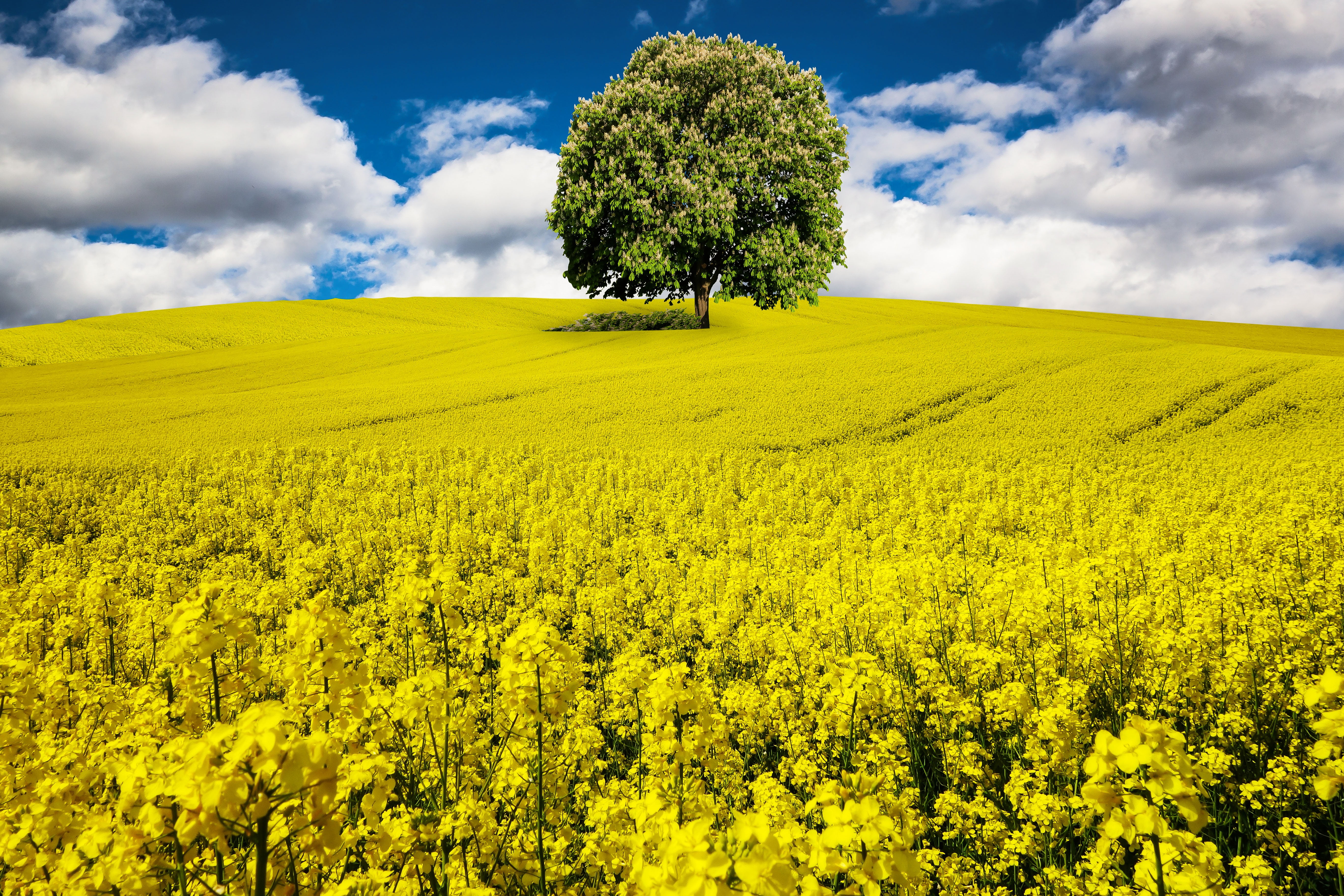 canola, wide, summer, tree, plant, vibrant color, chestnut tree, nature, spring, bed, blossom, agriculture, blue, tranquil scene, flower, cloud - Sky, field, HD Wallpaper
