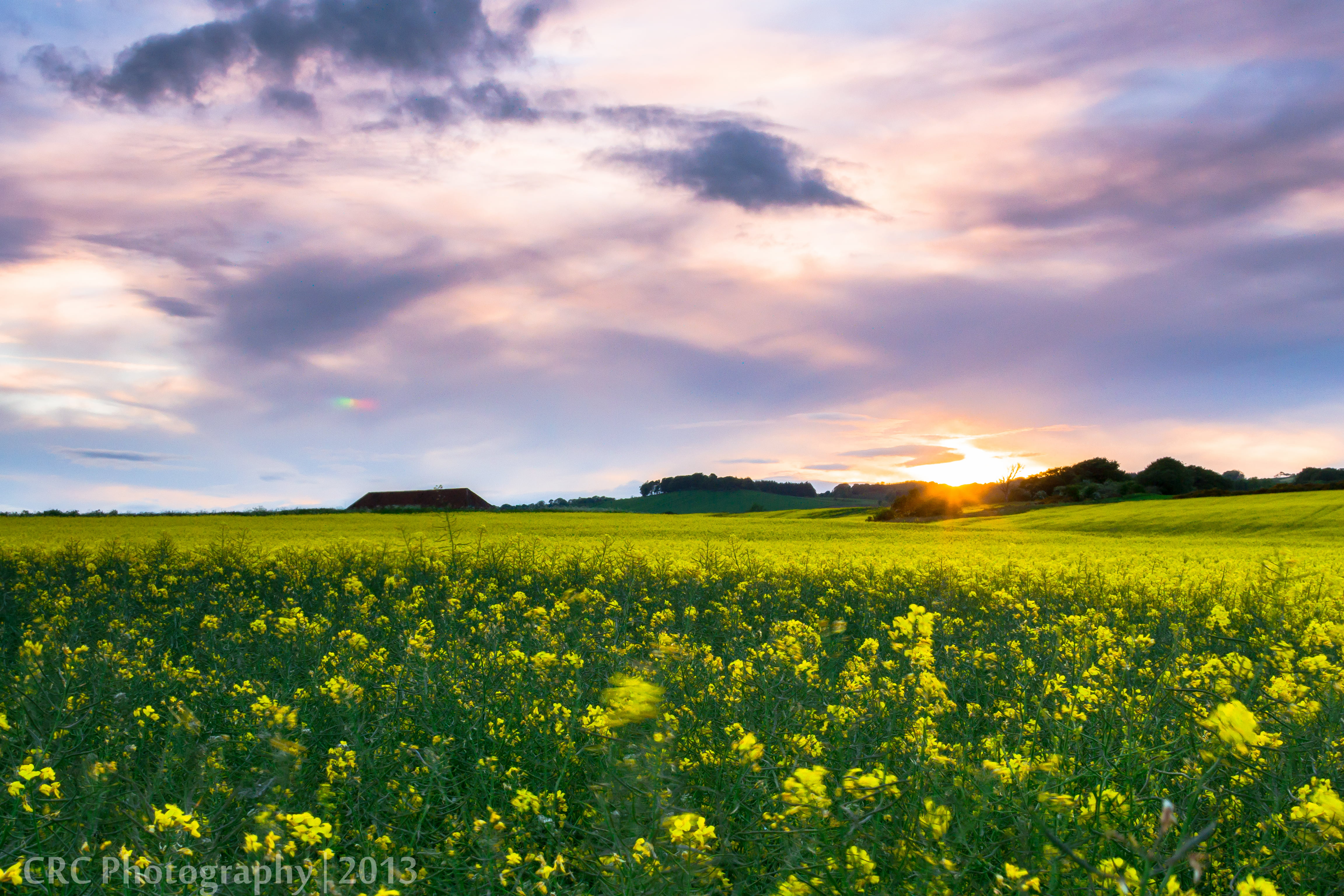 crops, Fife, nature, UK, clouds, Fields, field, Rapeseed, rural Scene, canola, summer, agriculture, yellow, oilseed Rape, sky, Scotland, meadow, oilseed, HD Wallpaper