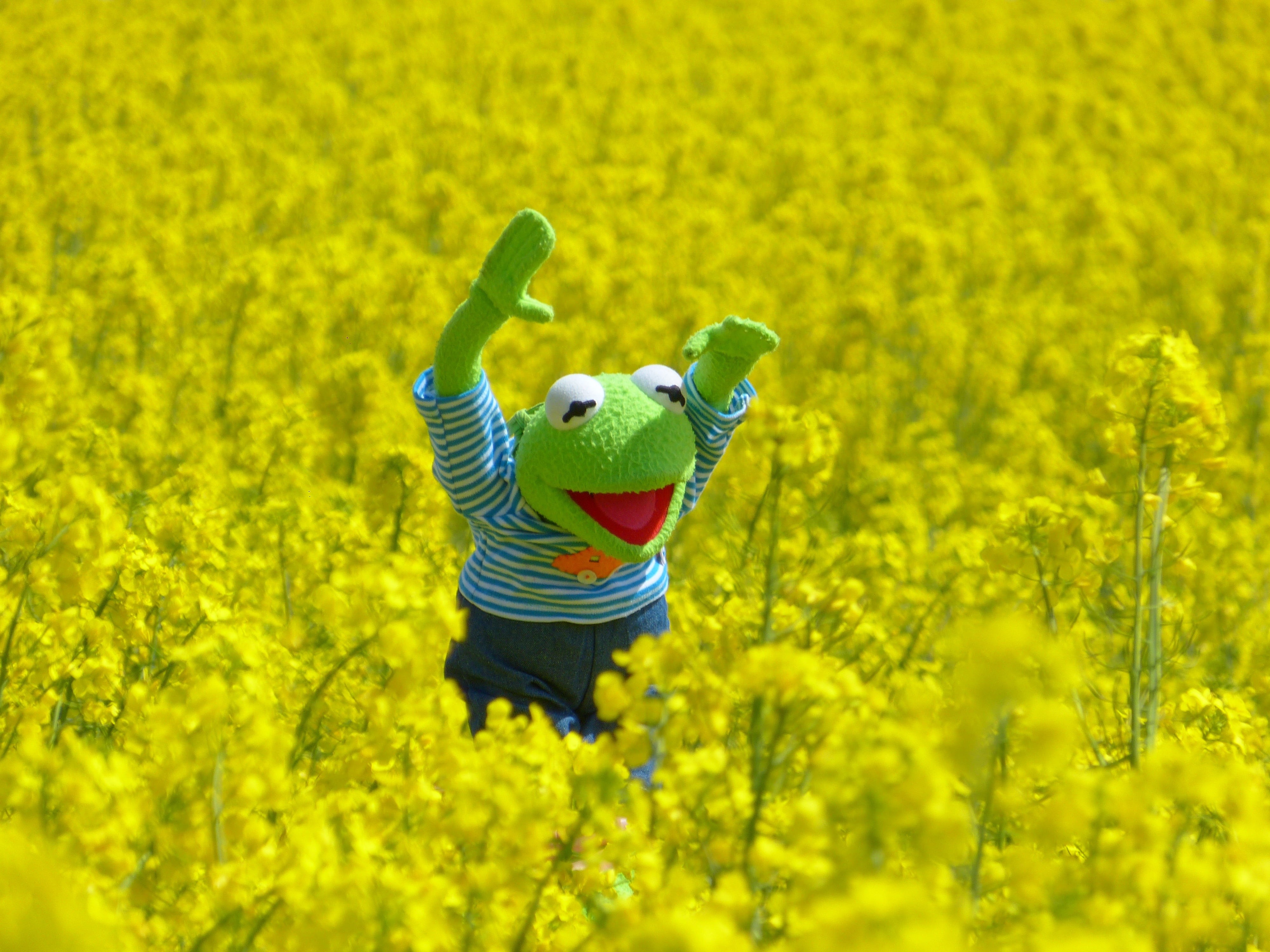 inflorescence, growth, men, bloom, canola, human arm, human limb, flowering plant, outdoors, agriculture, arms raised, casual clothing, oilseed Rape, field, HD Wallpaper
