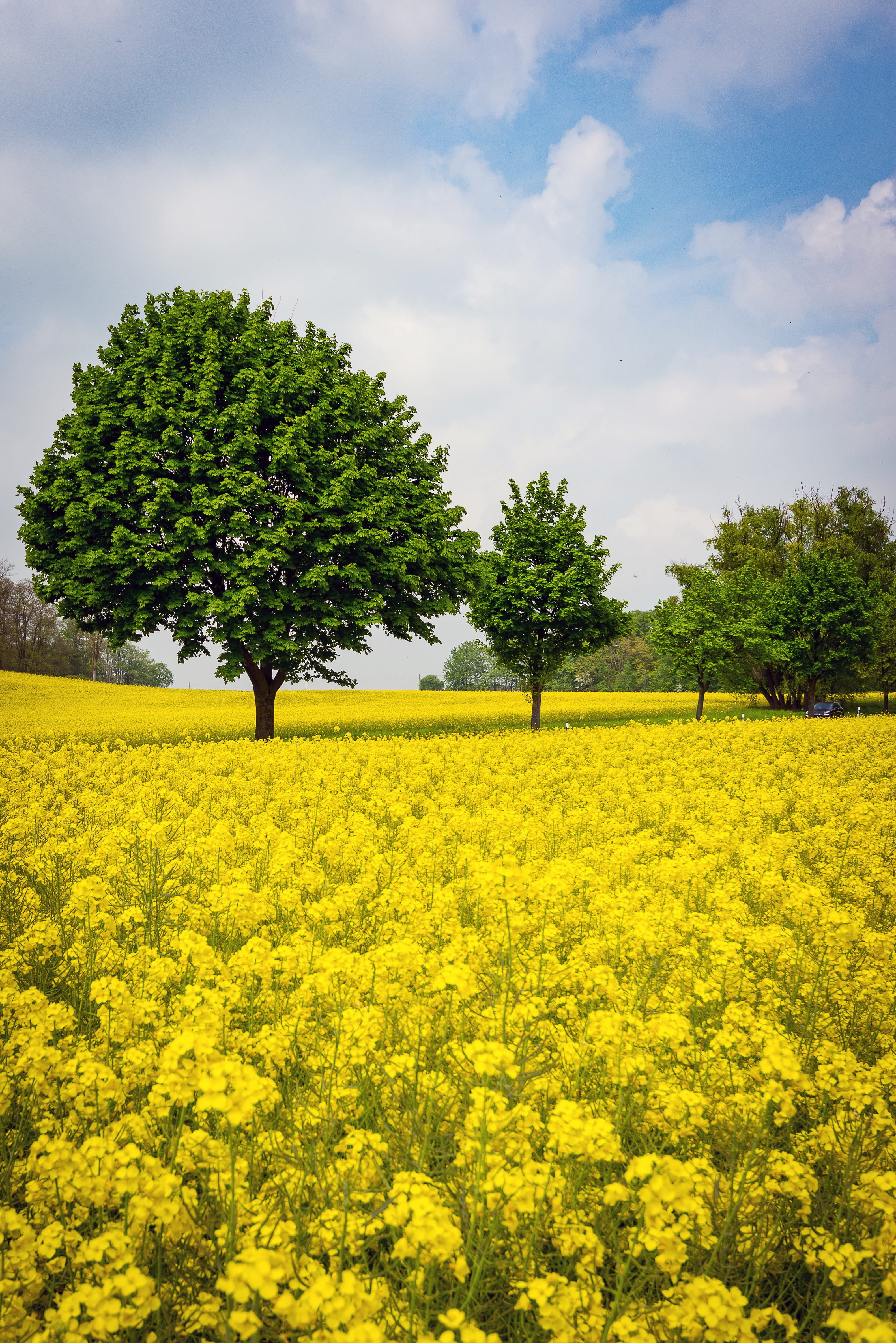 beauty in nature, bloom, environment, flower, rural scene, flowerbed, rape flower, crop, blossom, farm, oilseed rape, growth, plant, tranquility, erkrath, Phone HD Wallpaper