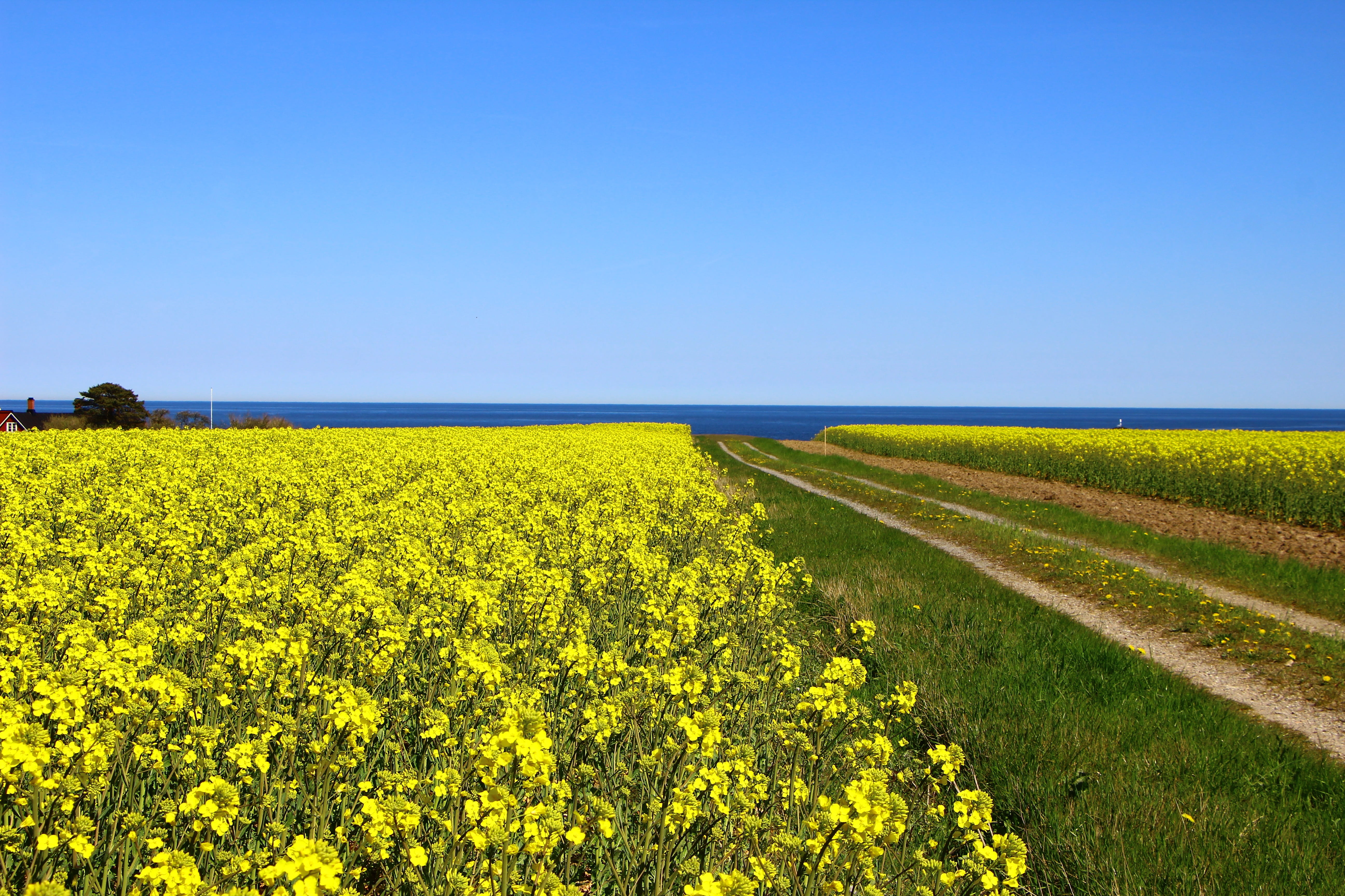 growth, tranquil scene, springtime, rural scene, land, environment, scenics - nature, tranquility, flowering plant, yellow, oilseed rape, sweden, sky, no people, HD Wallpaper