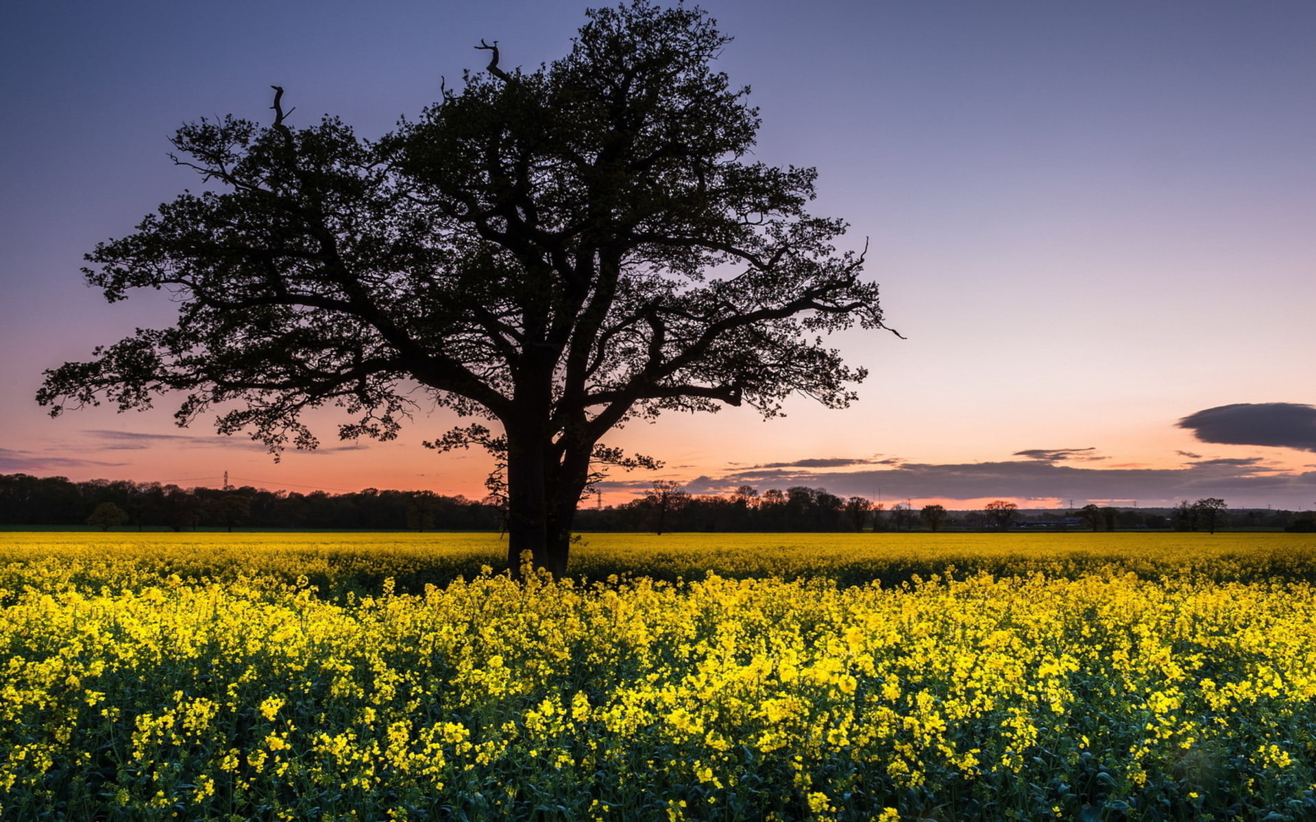 blossom, beauty in nature, landscape, rural scene, nature, tree, sky, flower, growth, Rapeseed, yellow, idyllic, springtime, agriculture, tranquil scene, HD Wallpaper