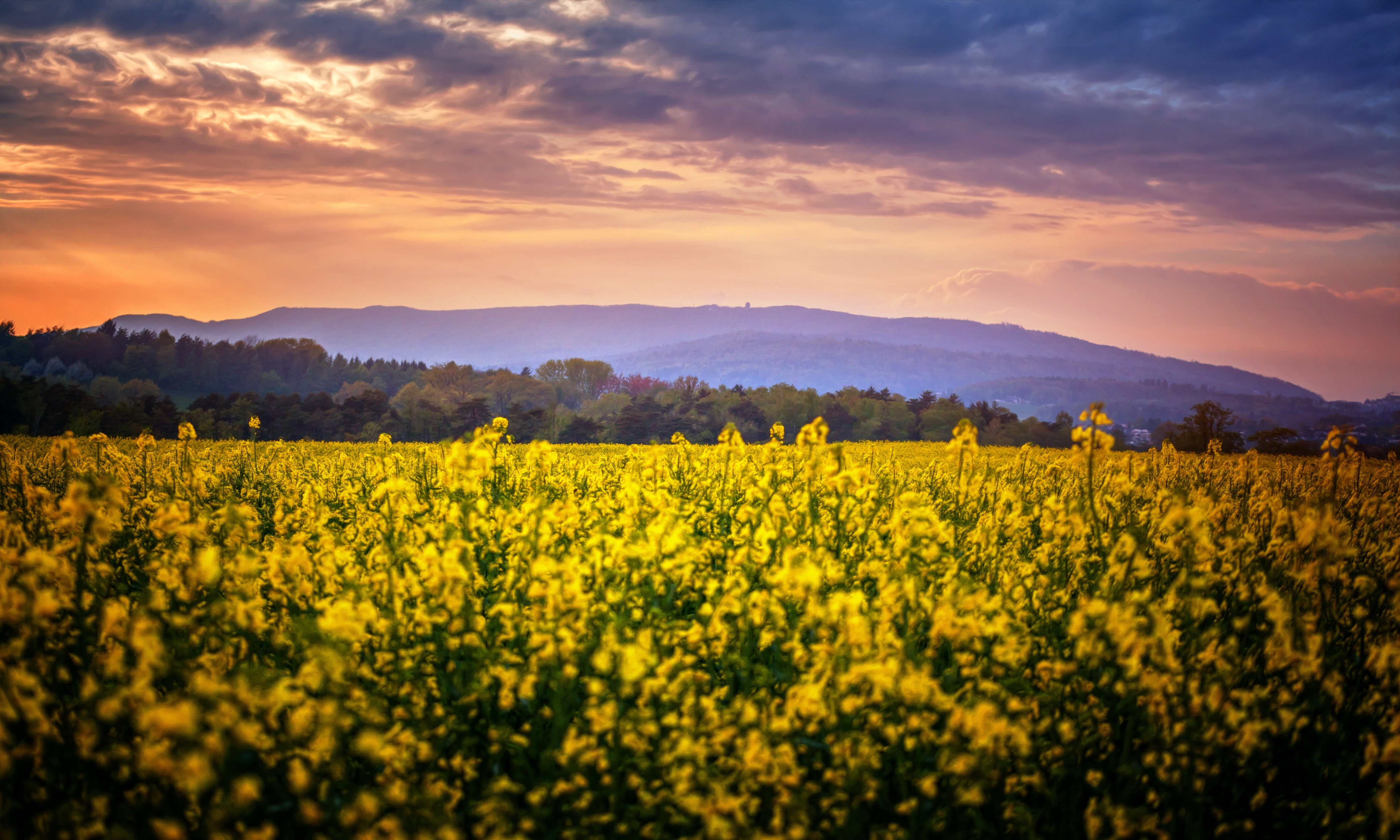 field, farm, clouds, yellow flower, 5K, scenics - nature, no people, flowering plant, sunset, landscape, tranquility, oilseed rape, plant, growth, land, HD Wallpaper