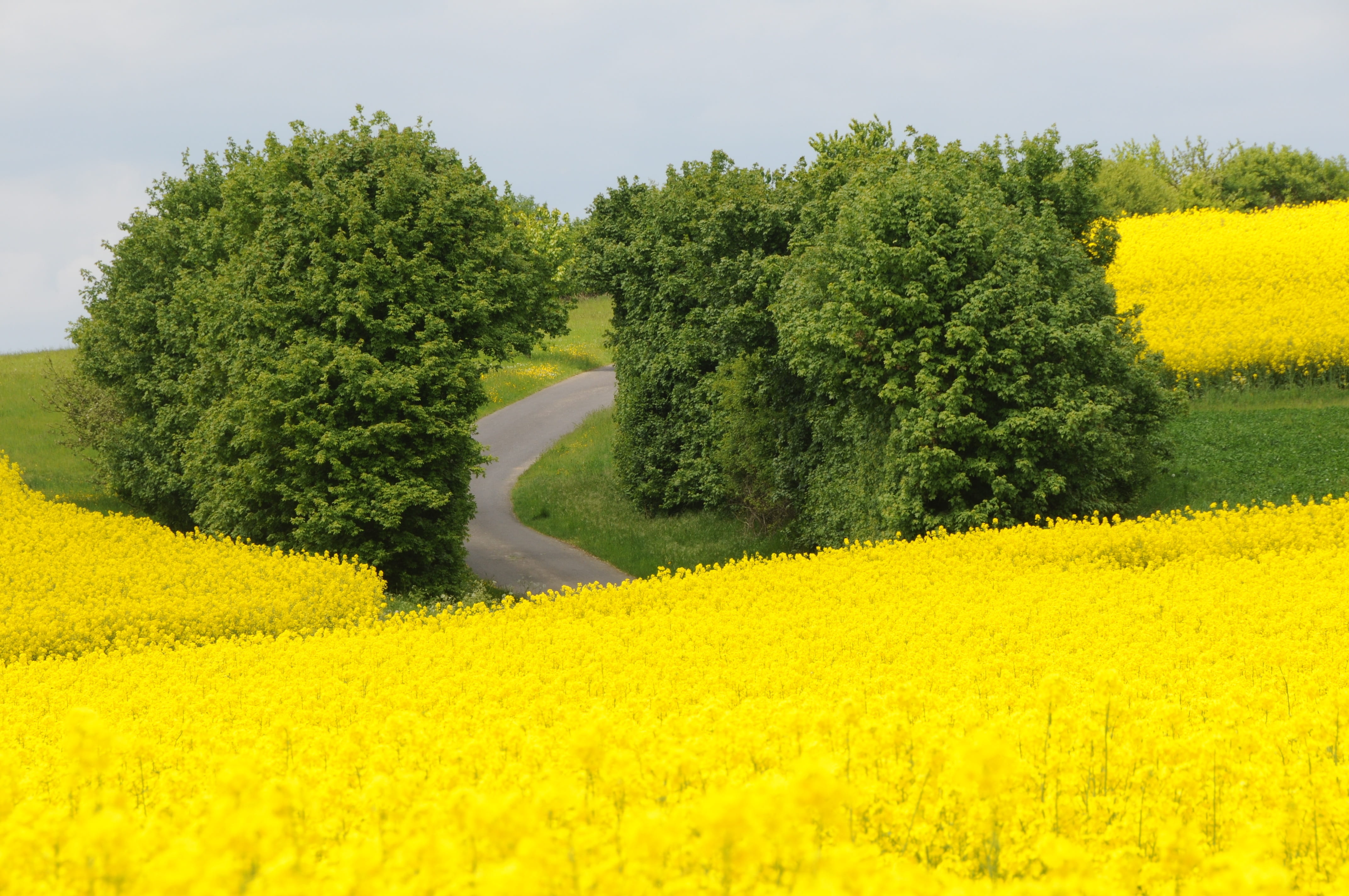 landscape, crops, land, fields, yellow, tree, flower, farm, tranquility, plant, spring, rape blossom, rape blossoms, flowers, field, outdoors, tall, sky, HD Wallpaper