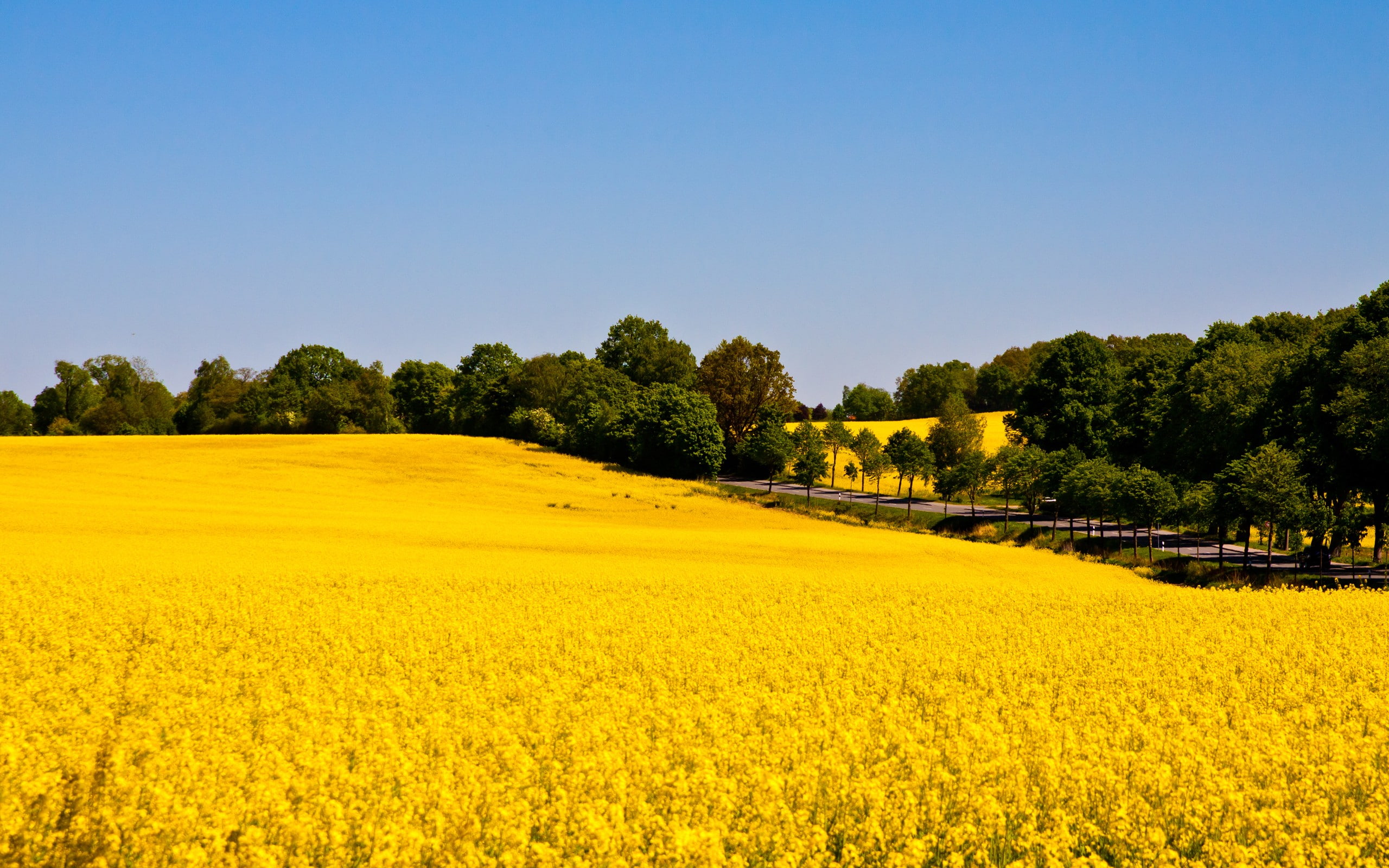 plant, tranquility, yellow, sky, land, environment, agriculture, crop, 2K, nature, scenics - nature, clear sky, no people, rural scene, flower, plantation, HD Wallpaper