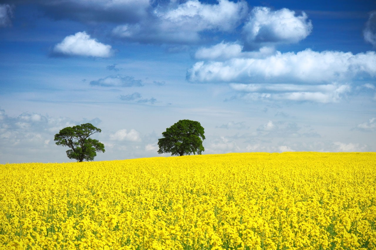 flowerbed, horizon, blue, rural, landscape, outdoors, rural scene, land, springtime, agriculture, scenics - nature, oilseed rape, field, crop, tranquil scene, HD Wallpaper