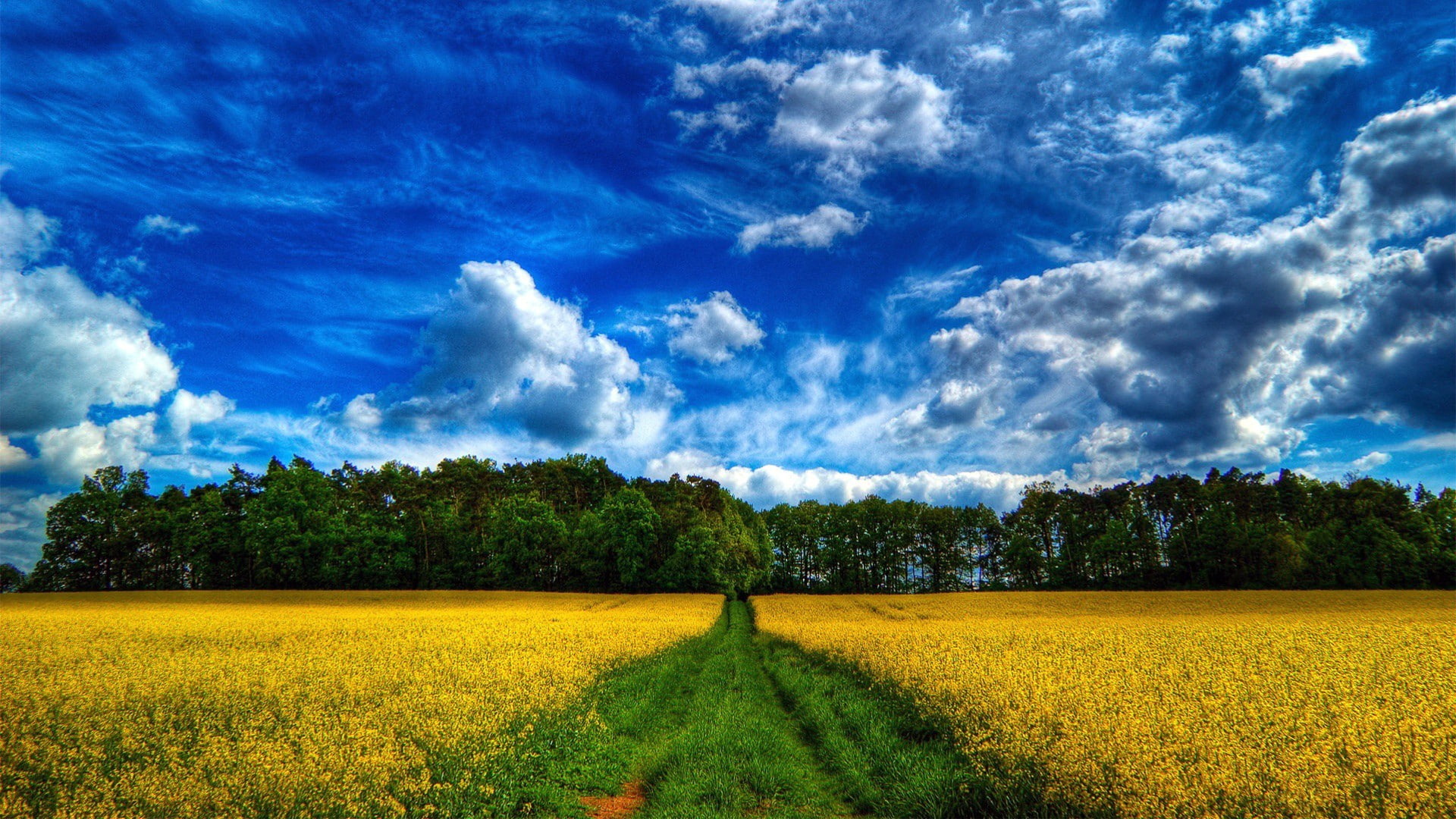 field, sky, plantation, tree, nature, growth, scenics - nature, springtime, outdoors, clouds, agriculture, 1080P, rural scene, tranquility, environment, HD Wallpaper