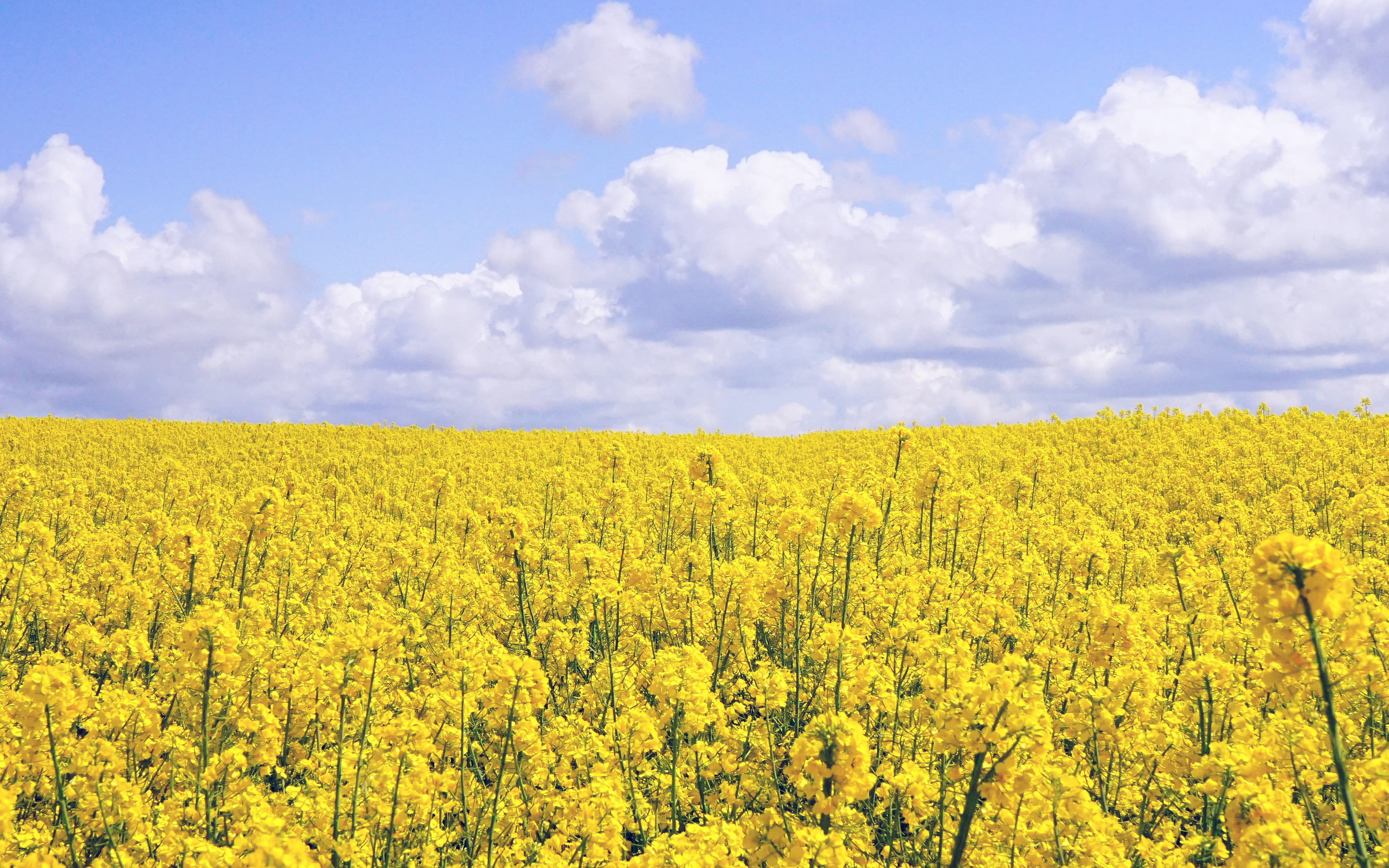 scenics - nature, field, rural scene, no people, nature, tranquility, jeju, 4K, land, tranquil scene, environment, yellow, nari, springtime, agriculture, HD Wallpaper
