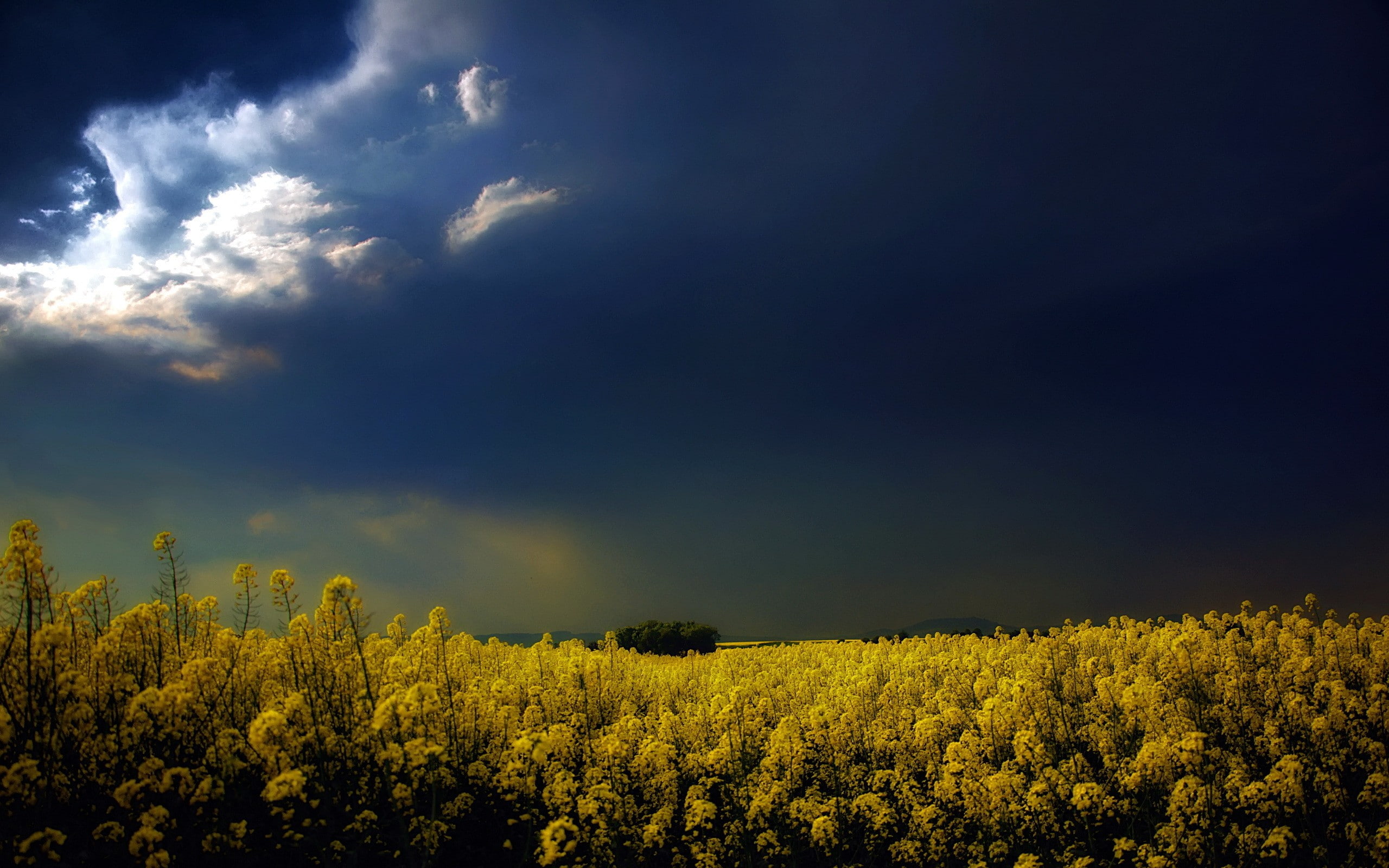 flowers, landscape, freshness, beauty in nature, growth, plant, flower, Rapeseed, no people, idyllic, 2K, oilseed rape, environment, clouds, field, flowering plant, HD Wallpaper
